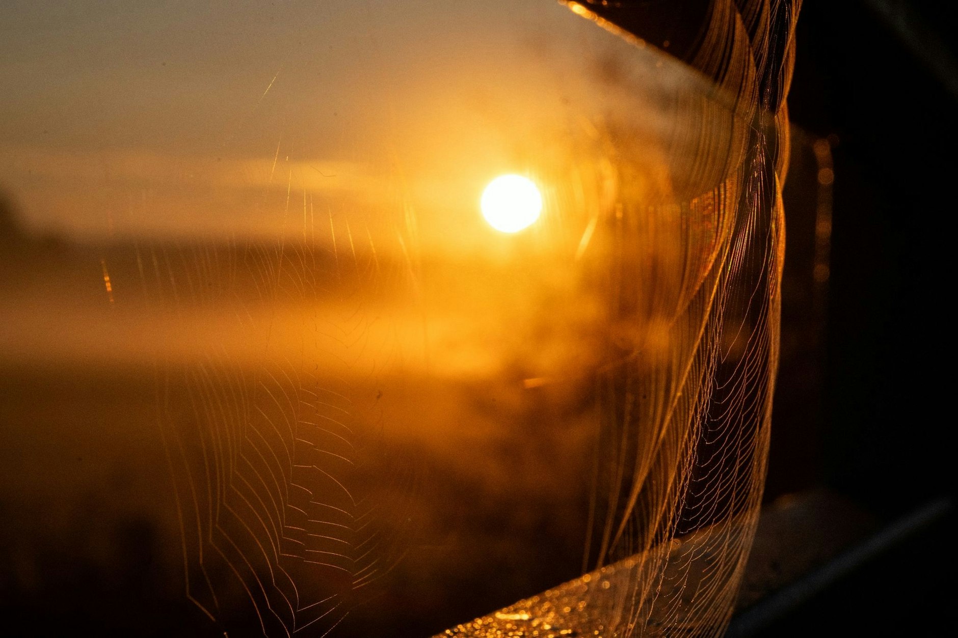 Zwischen zwei Spinnennetzen in Bayern geht die Sonne auf, auf einem Brückengeländer sammelt sich der morgendliche Tau.  
