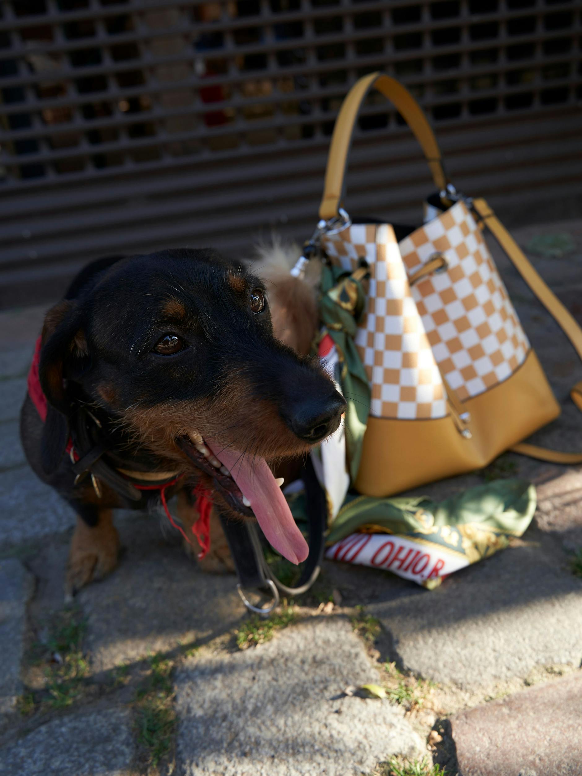 Hund Alma mit Vintage-Tasche und -Tuch