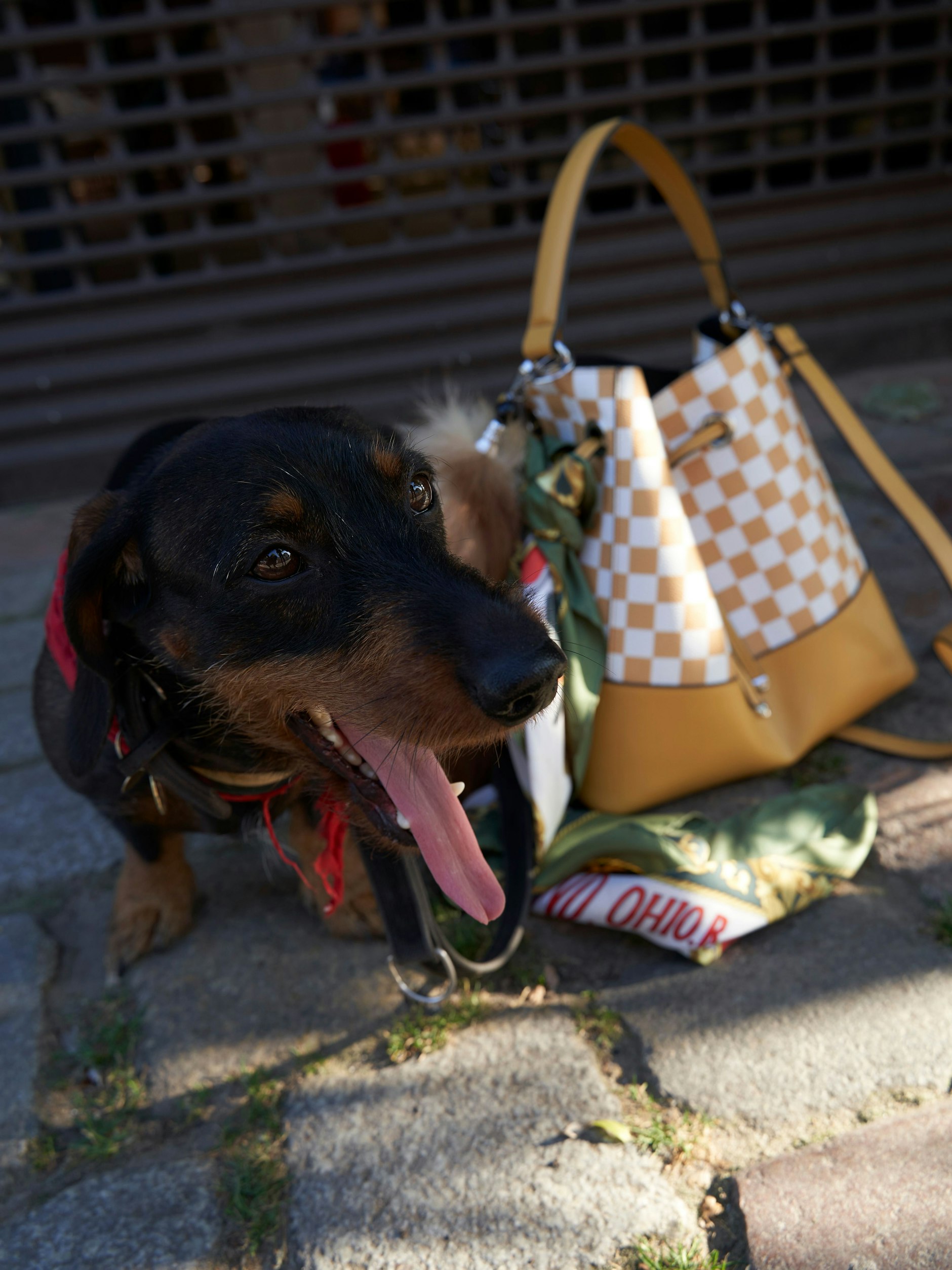 Hund Alma mit Vintage-Tasche und -Tuch
