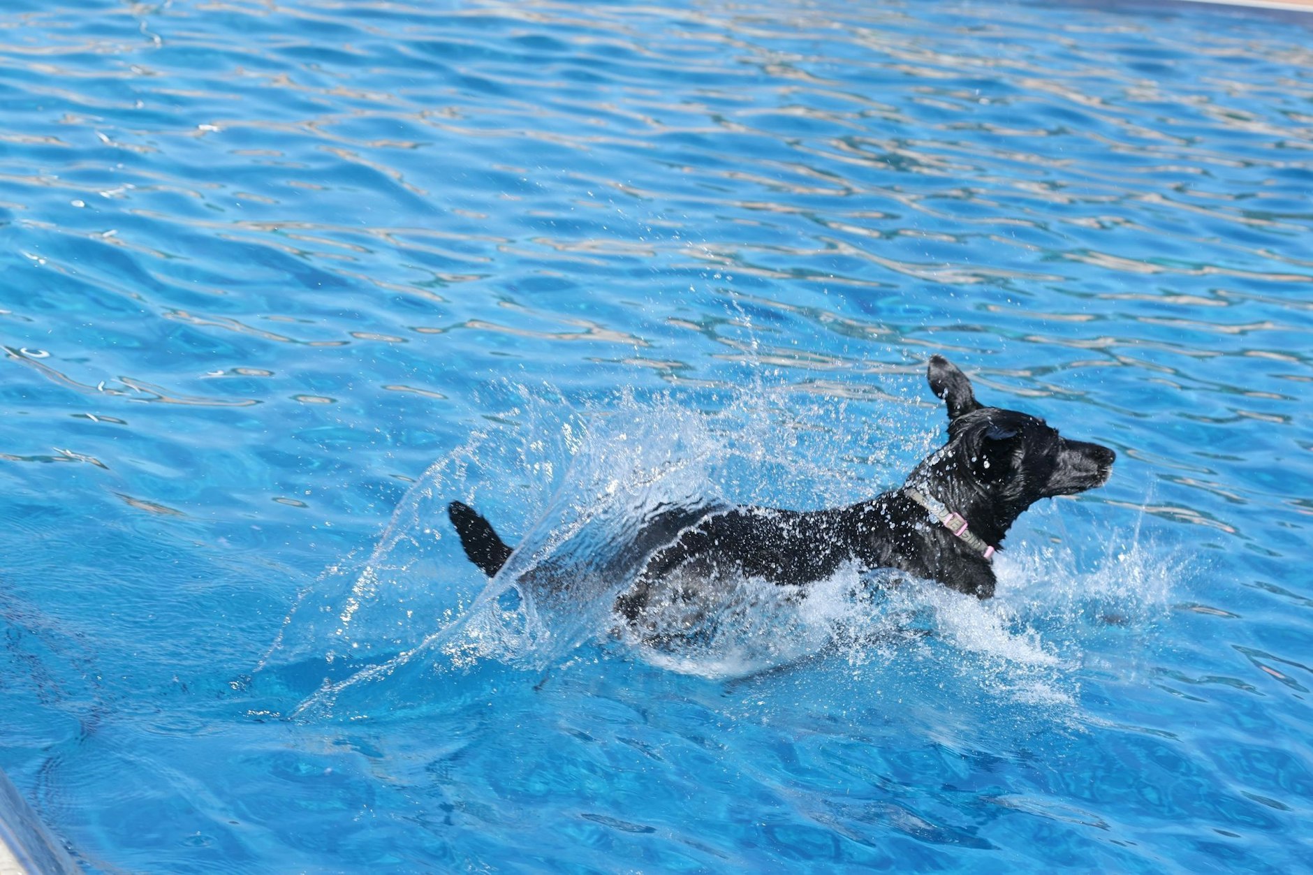 Hundeschwimmtag im Saalfelder Freibad: Vor der Saison-Schließung dürfen Hundehalter mit ihren Tieren ins Wasser.  