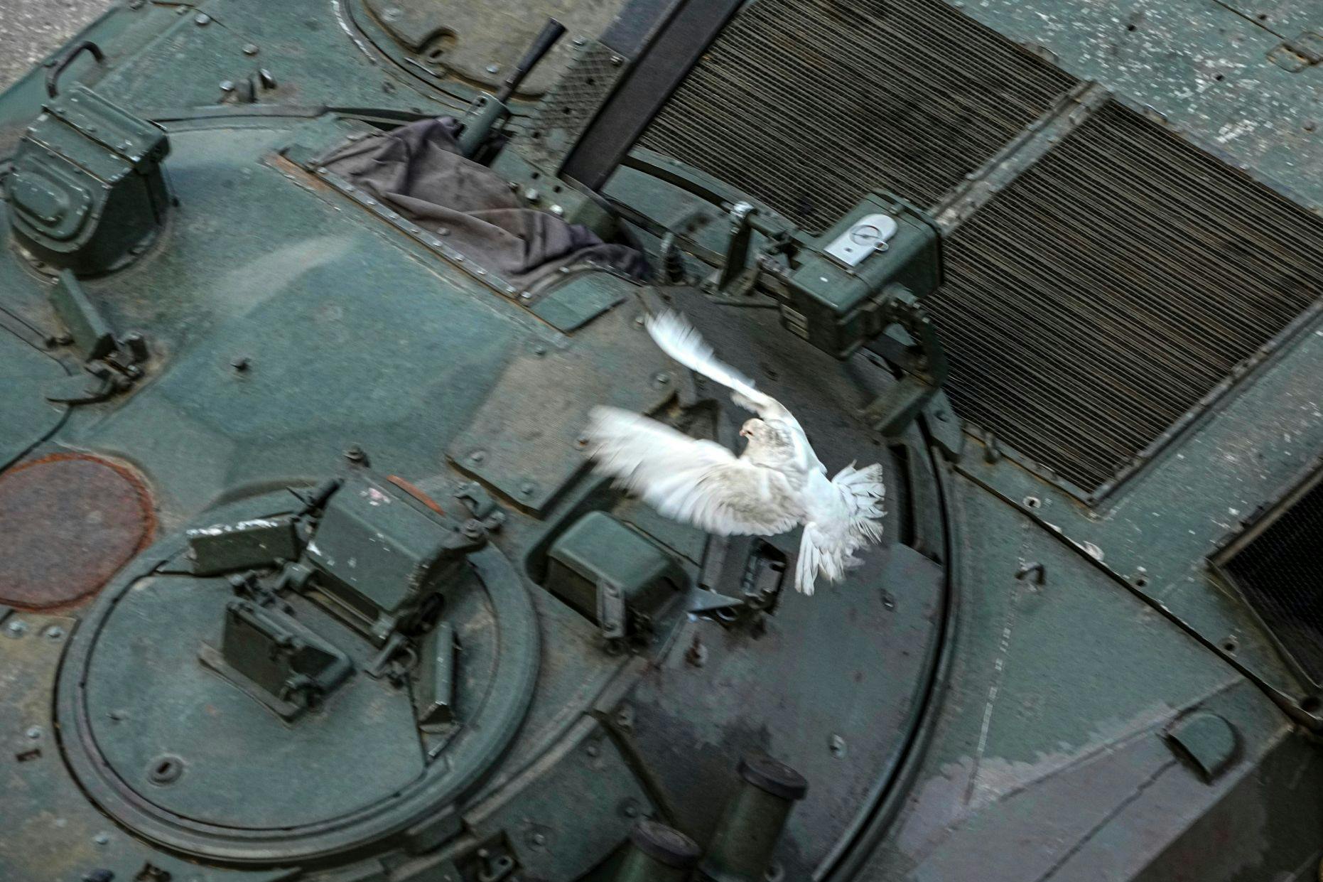 Eine weiße Taube fliegt über einen ukrainischen Panzer in Lyssytschansk.