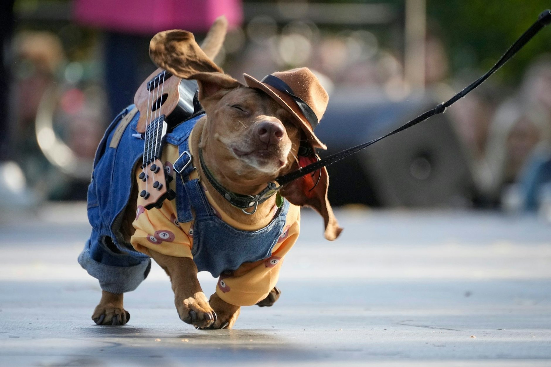 In Sankt Petersburg sind die Dackel los. Ein Exemplar läuft während der Dackelparade über ein Podium.  