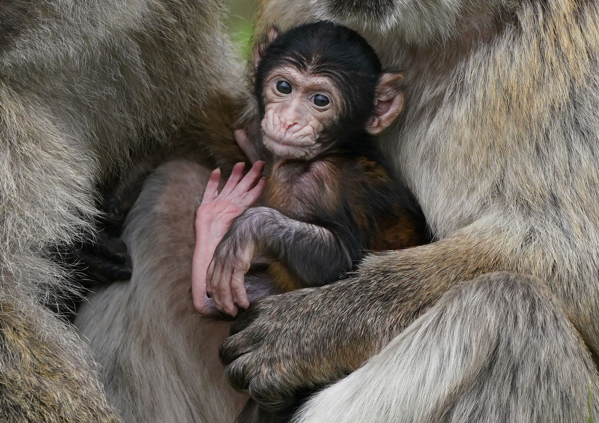 Das qualvolle Leid der Affen für Social-Media-Klicks