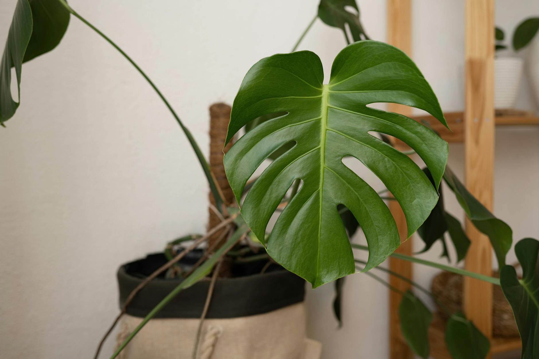 Weder grüner Daumen noch guter Geschmack.