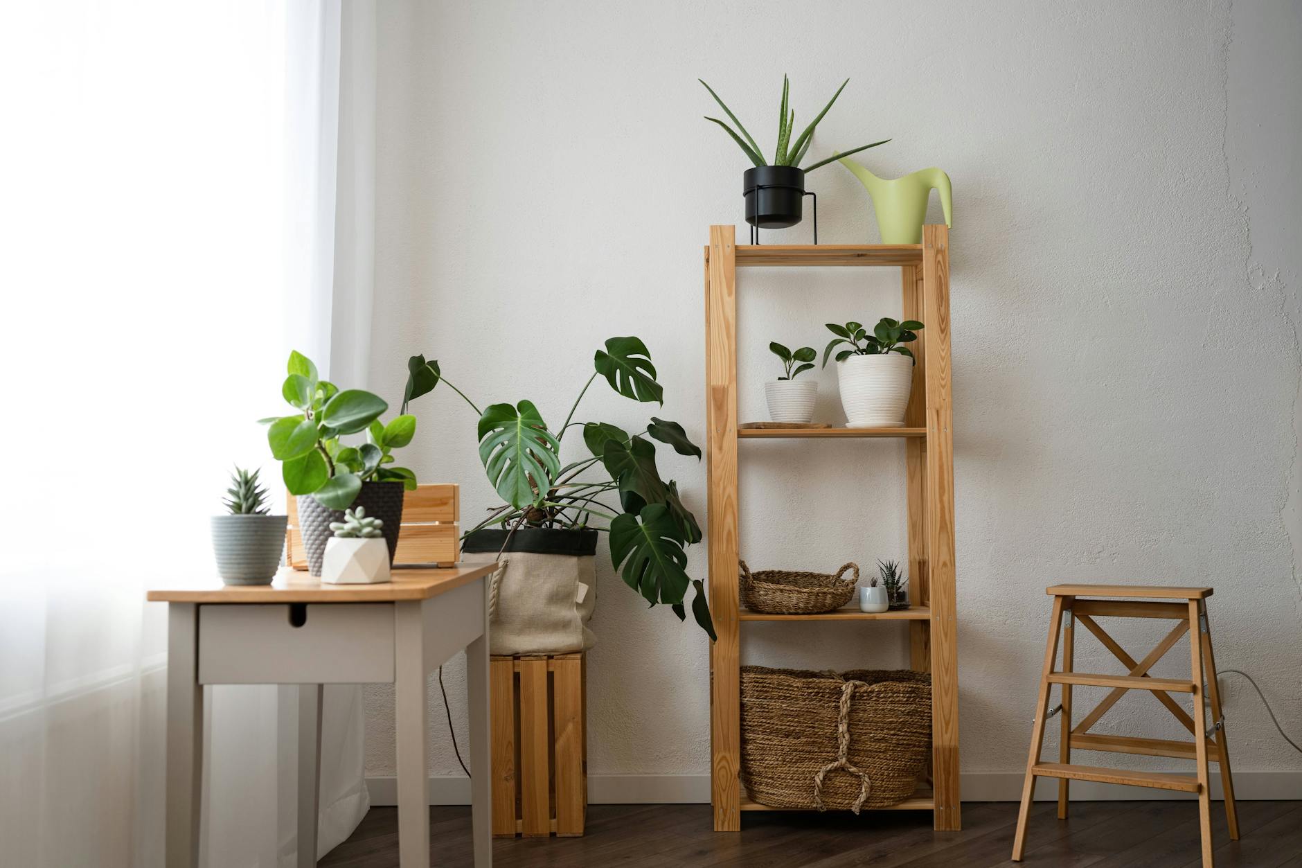 Leben in der grünen Hölle: Die Monstera ist das Statussymbol des Berliner Hipsters.