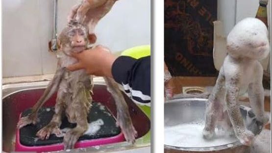 Makaken werden als Haustiere gehalten und vermenschlicht. Für die Tiere ist das eine Qual. Wie hier das Baden mit einer großen Menge Seife, die ihre Augen und Haut reizen kann. 