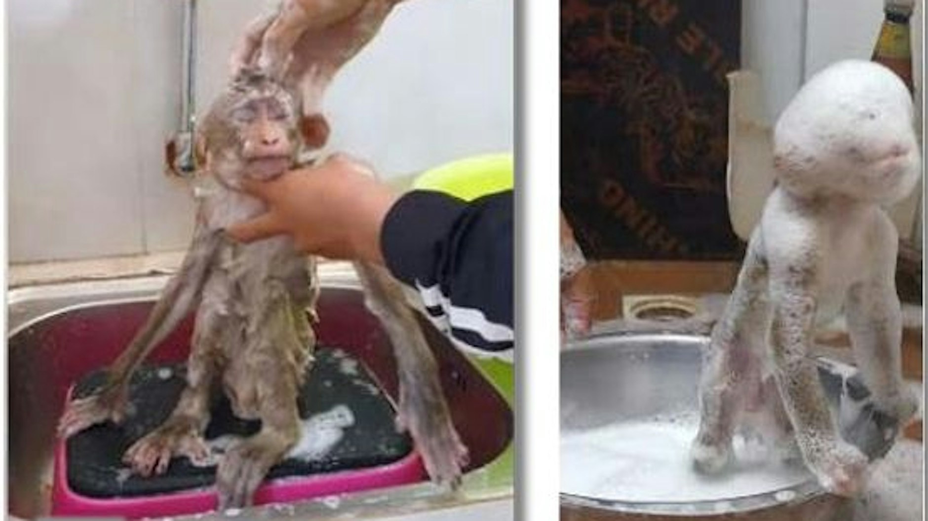 Makaken werden als Haustiere gehalten und vermenschlicht. Für die Tiere ist das eine Qual. Wie hier das Baden mit einer großen Menge Seife, die ihre Augen und Haut reizen kann.&nbsp;