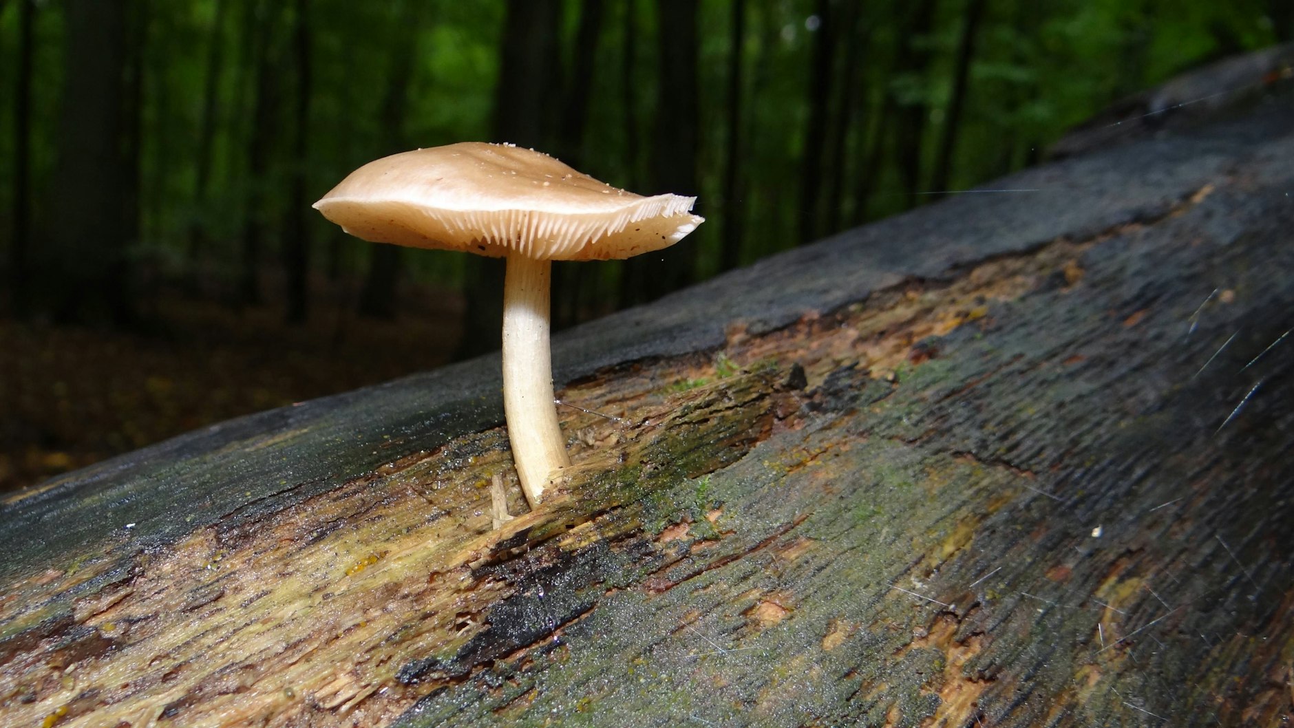Im&nbsp; Spandauer Forst wächst der Rehbraune Dachpilz, der essbar ist. Er gehört zu den weniger bekannten Speisepilzen.&nbsp;
