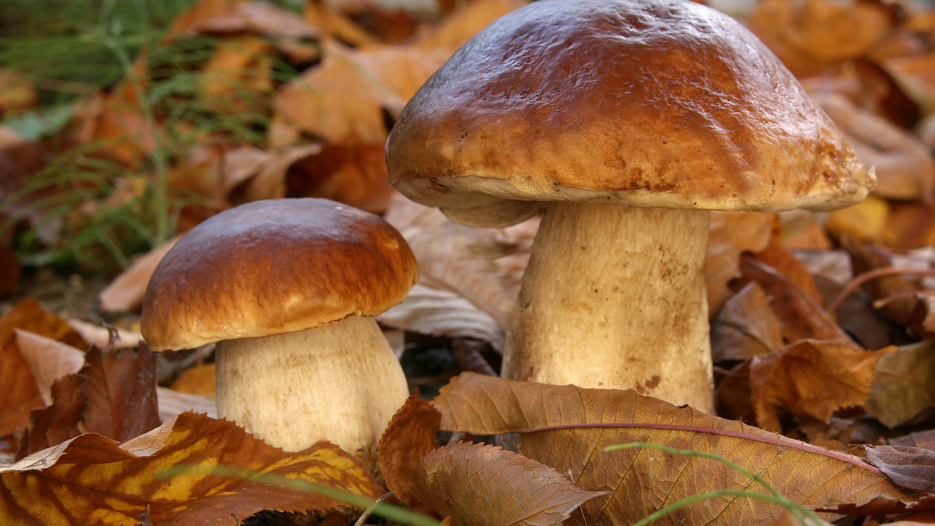 Der Steinpilz gehört zu den Favoriten, ist vor allem im Tegeler Forst, im Grünauer Forst und in den Brandenburger Wäldern zu finden.