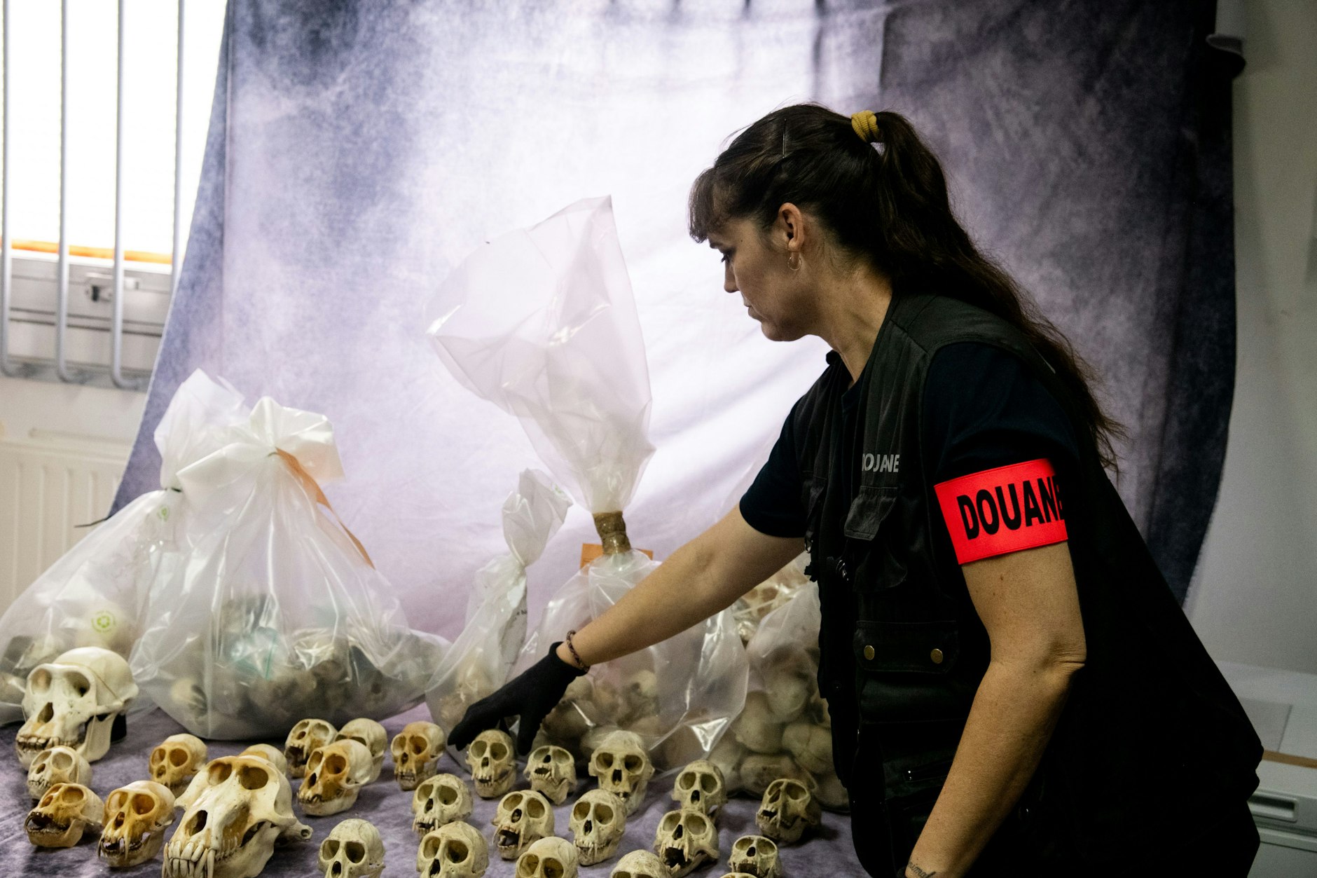Beschlagnahmte Schädel geschützter Affen hat der französische Zoll aufgereiht. Er hat am Pariser Flughafen Charles de Gaulle Hunderte Schädel geschützter Affen beschlagnahmt.