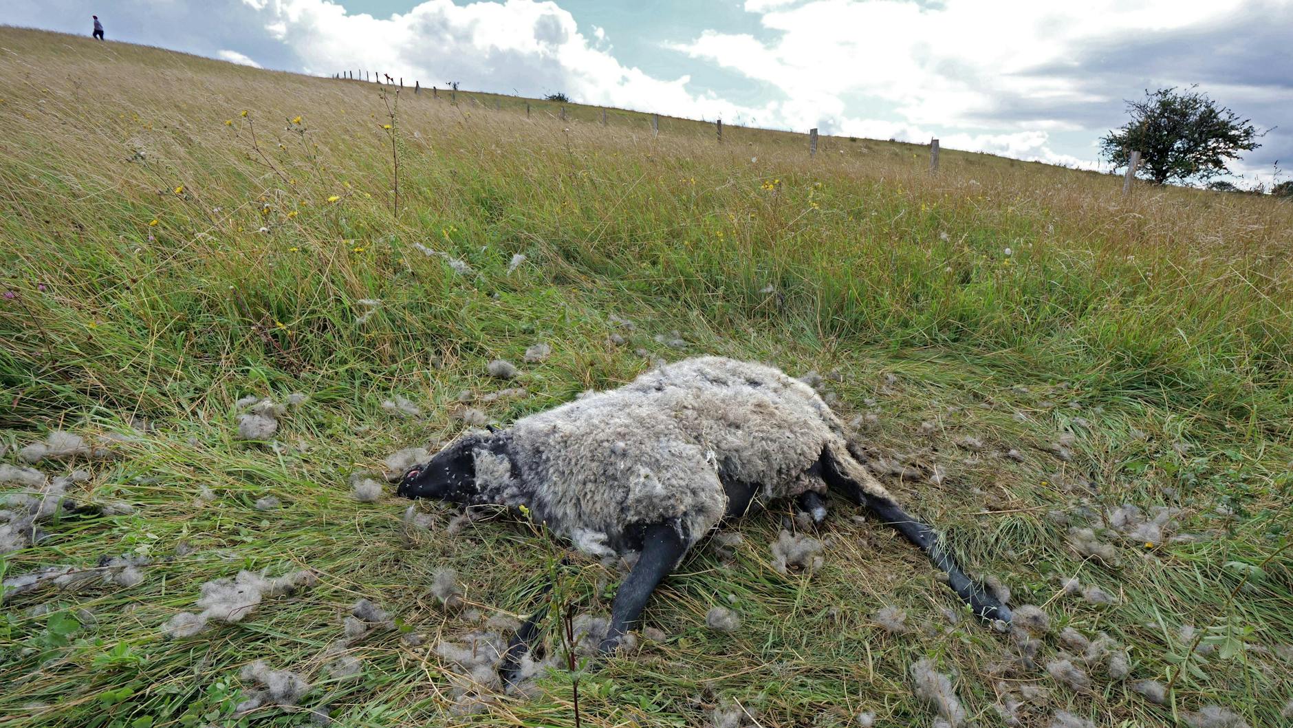 Ein vom Wolf gerissenes Schaf auf einer Weide in der Uckermark
