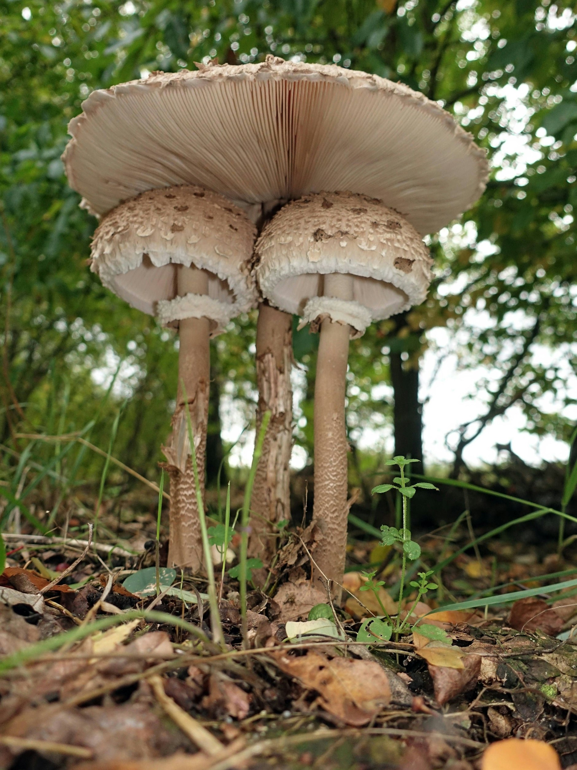 Der Riesenschirmpilz ist in Berlin und in Brandenburg jetzt besonders gut zu finden.