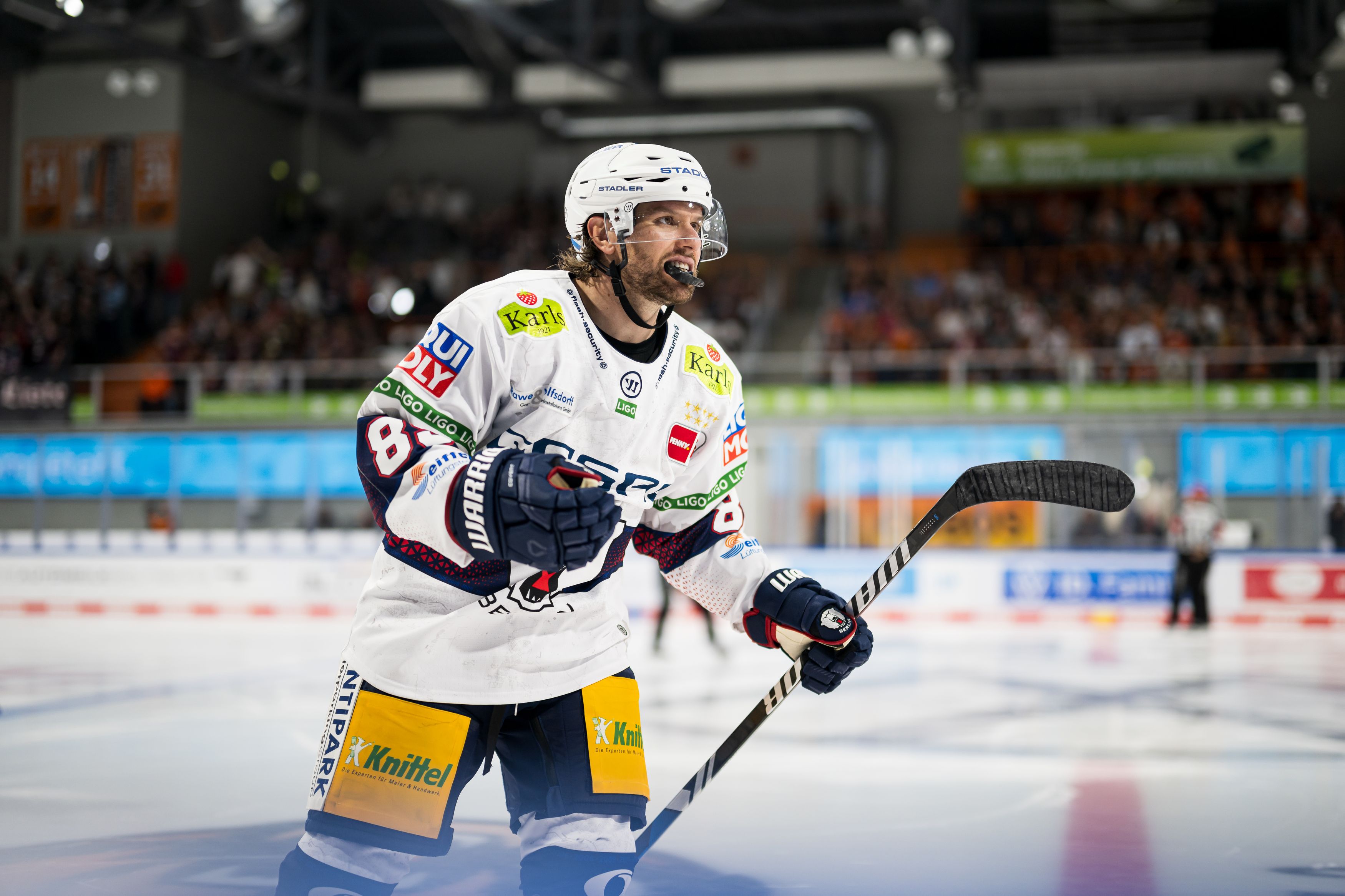 Image - Eisbär Zach Boychuk flüchtet vor dem Winter nach Florida