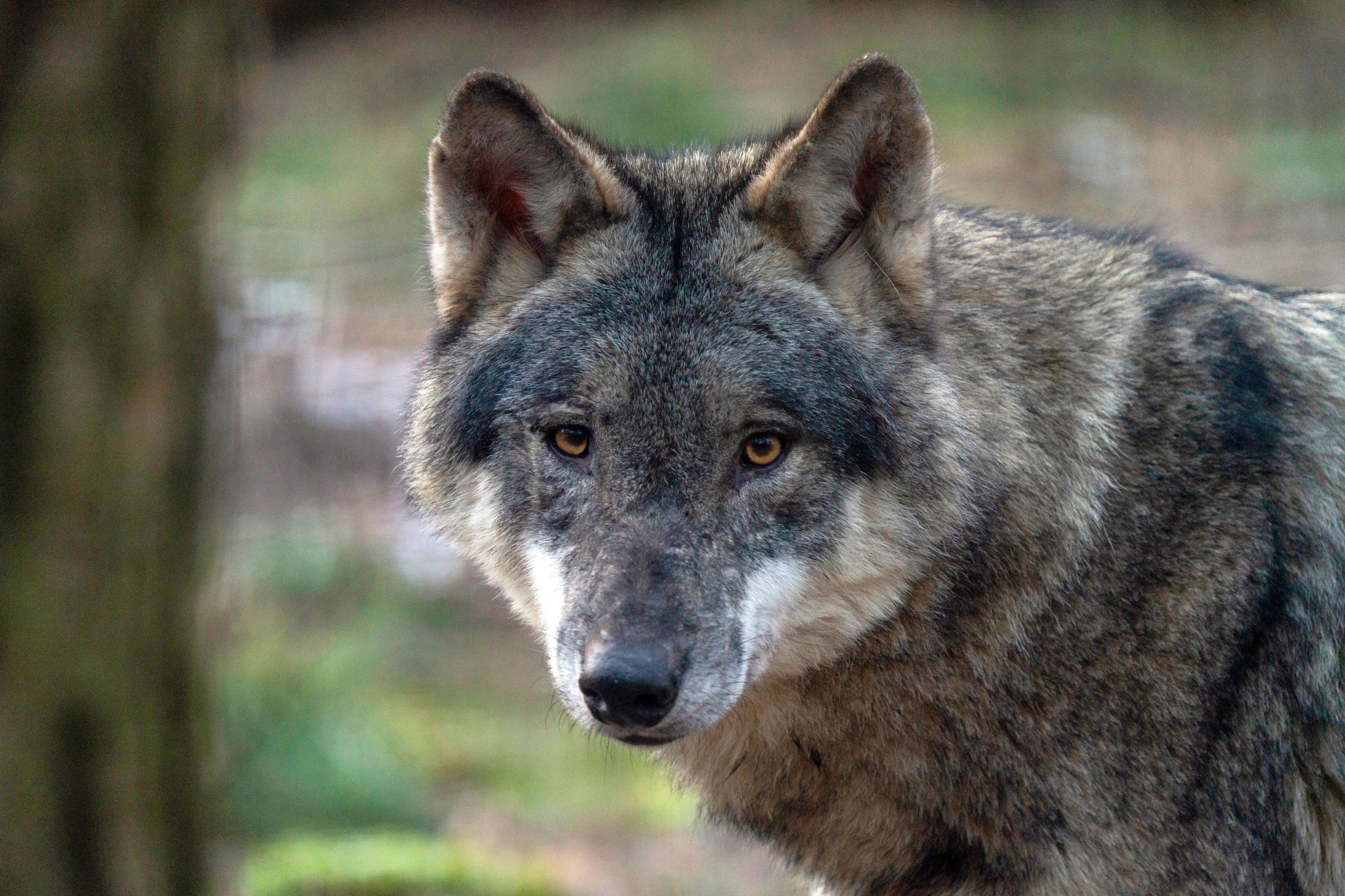 Problem-Wolf: Gibt Brandenburg ihn jetzt zum Abschuss frei?