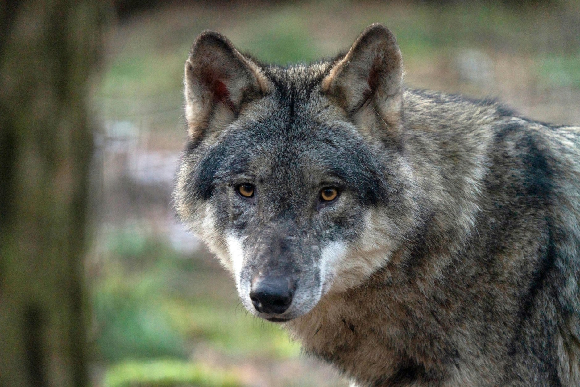 Ein Wolf im Wildpark Schorfheide: Die Brandenburger Landesregierung will die Regelungen für den Abschuss dieser Tiere lockern.