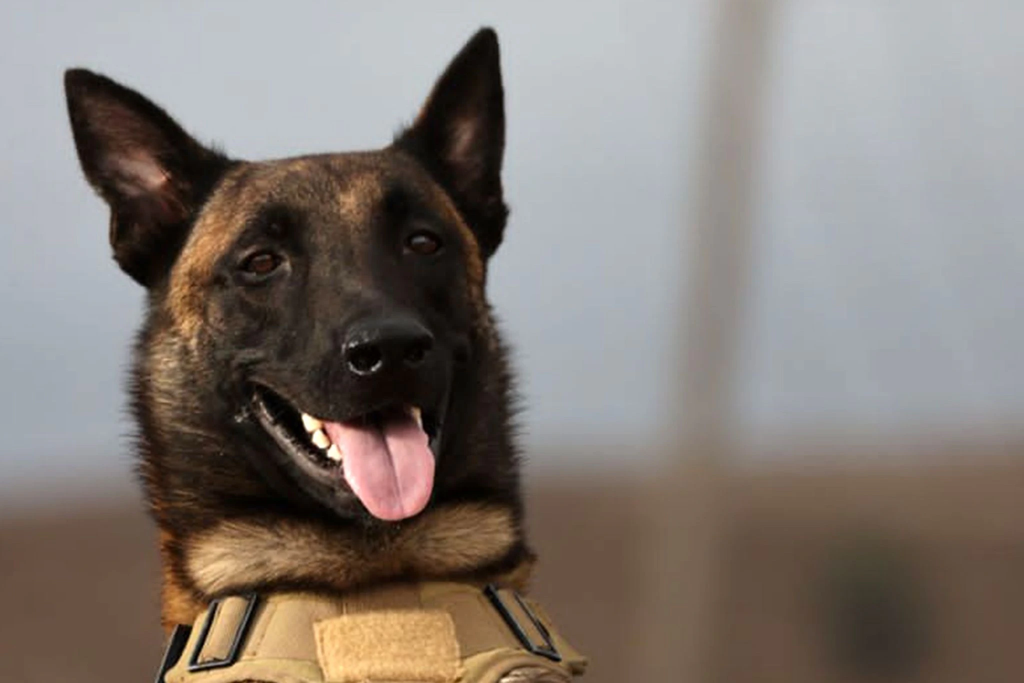 HANDOUT - Der belgische Schäferhund Ivar ist als Rettungshund in Libyen zu einer kleinen Berühmtheit geworden - mit seinem feinen Geruchssinn war er eine wertvolle Hilfe bei der Suche nach Vermissten in den Überschwemmungsgebieten.  