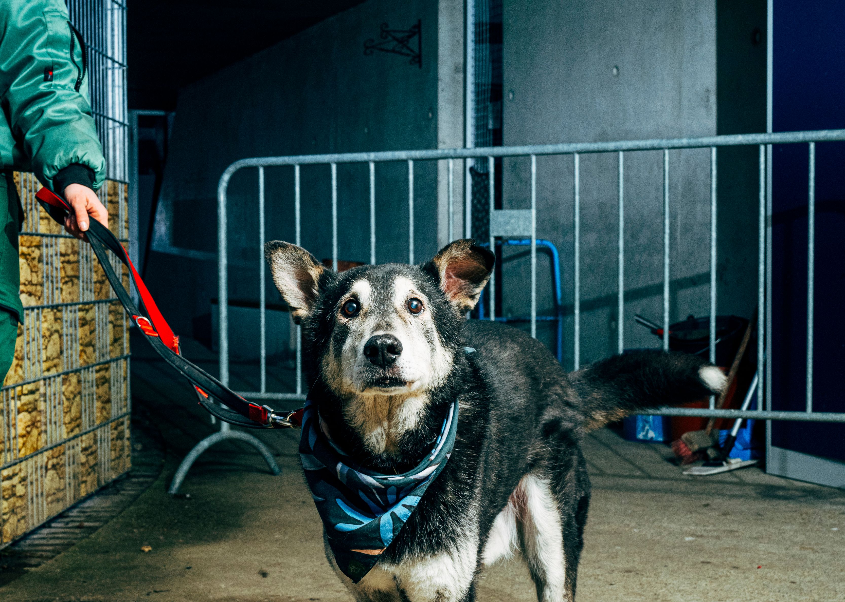 Berliner Tierheim: „Die wollten gar keinen Hund an mich vermitteln“