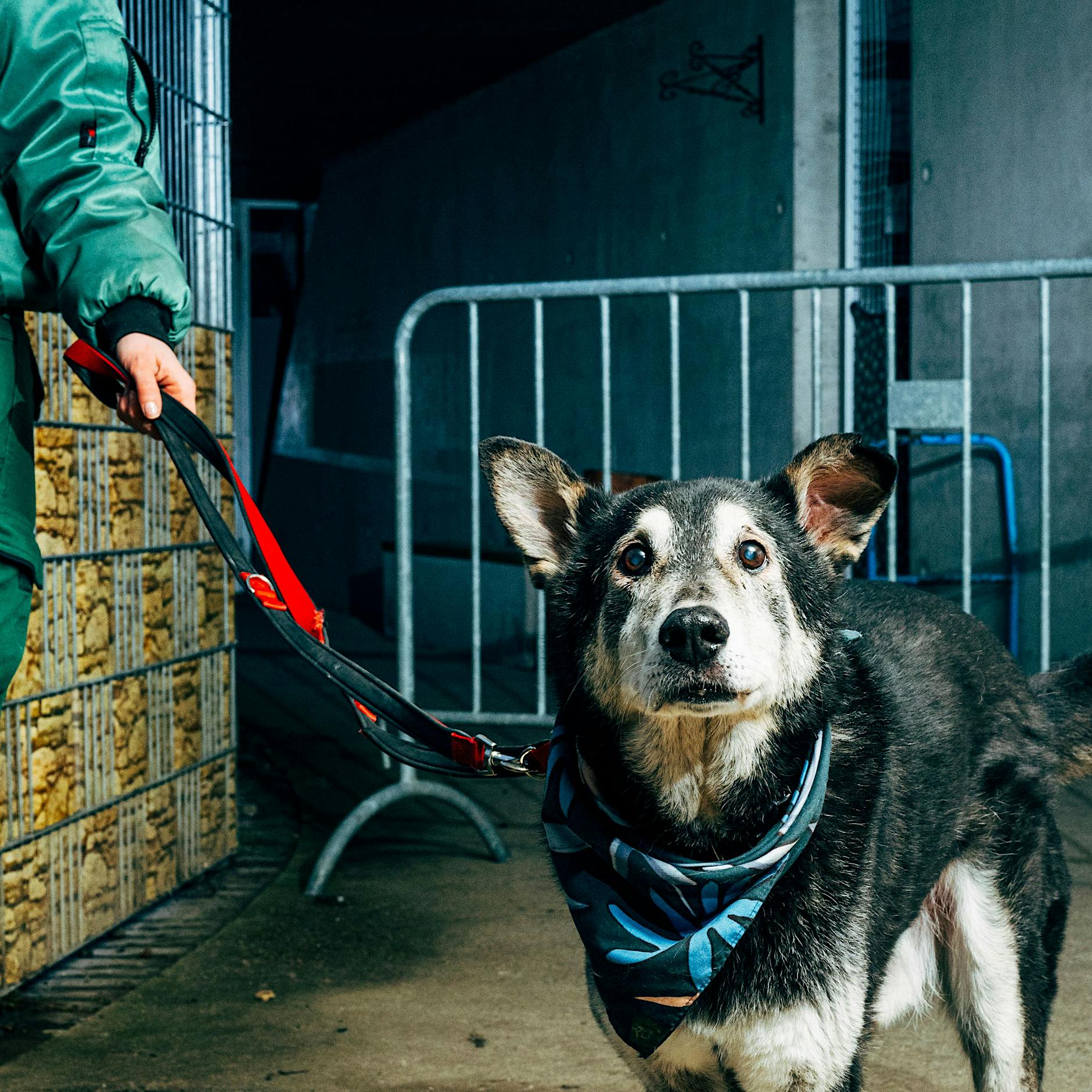 Berliner Tierheim: „Die wollten gar keinen Hund an mich vermitteln“