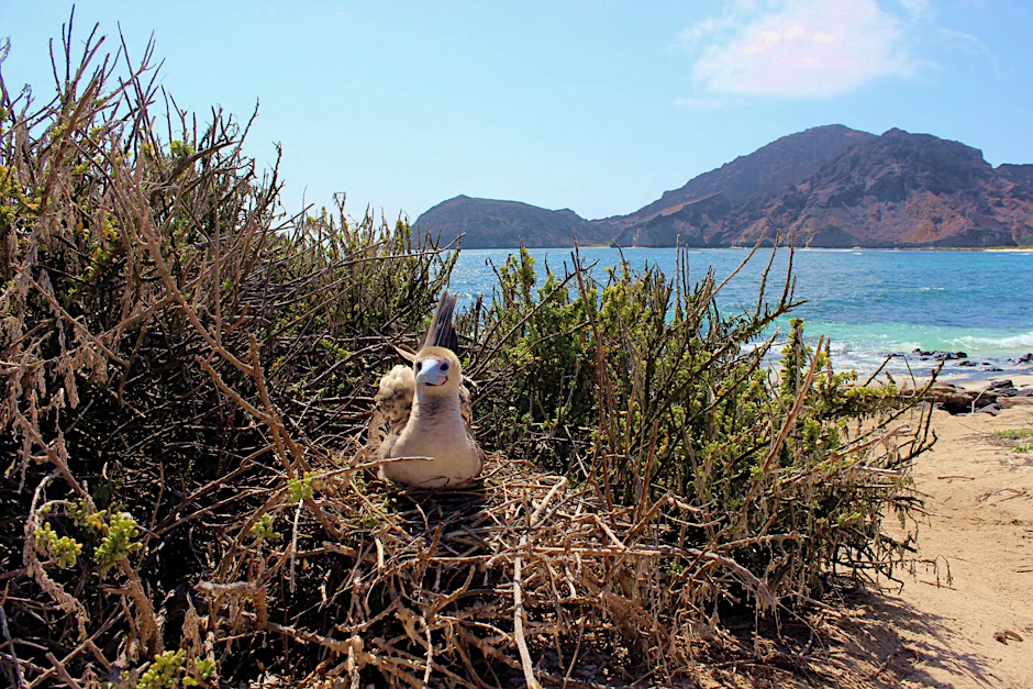 HANDOUT - Auf den Galápagos-Inseln leben nach Behördenangaben 78 endemische Vogelarten.  