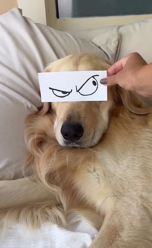 Ups, Hunde können ja sooo wütend gucken! Schmunzel-Video geht viral