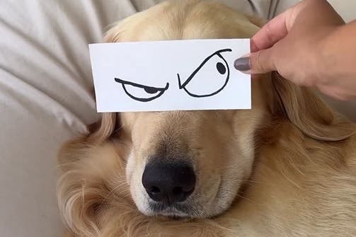 Chili lässt das Netz schmunzeln.