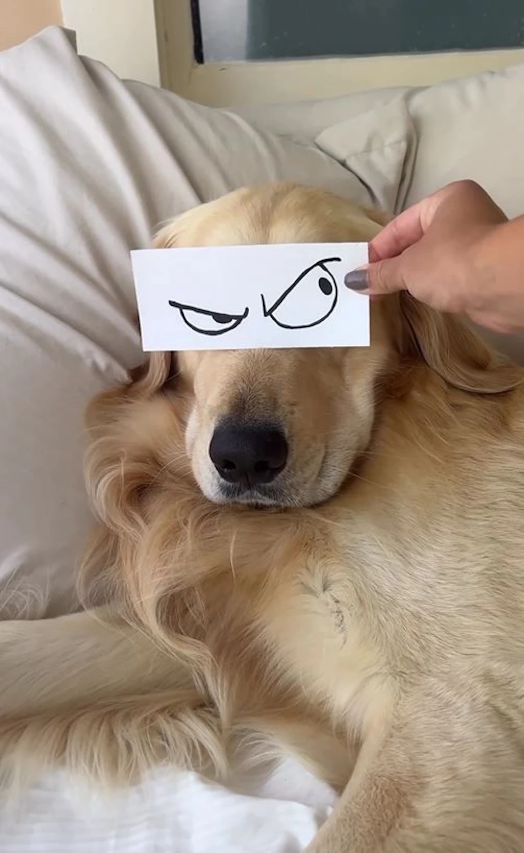 Ups, Hunde können ja sooo wütend gucken! Schmunzel-Video geht viral