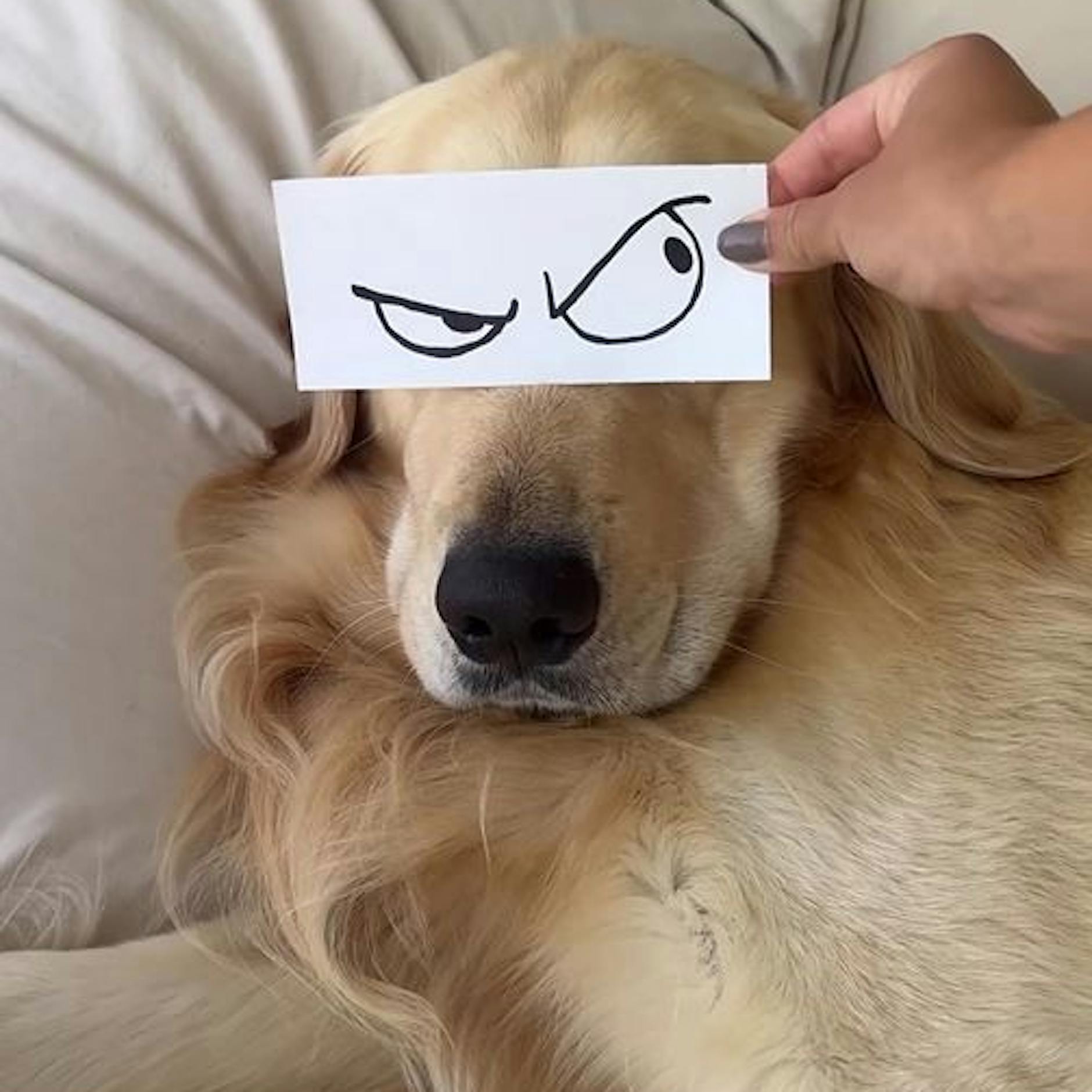 Ups, Hunde können ja sooo wütend gucken! Schmunzel-Video geht viral