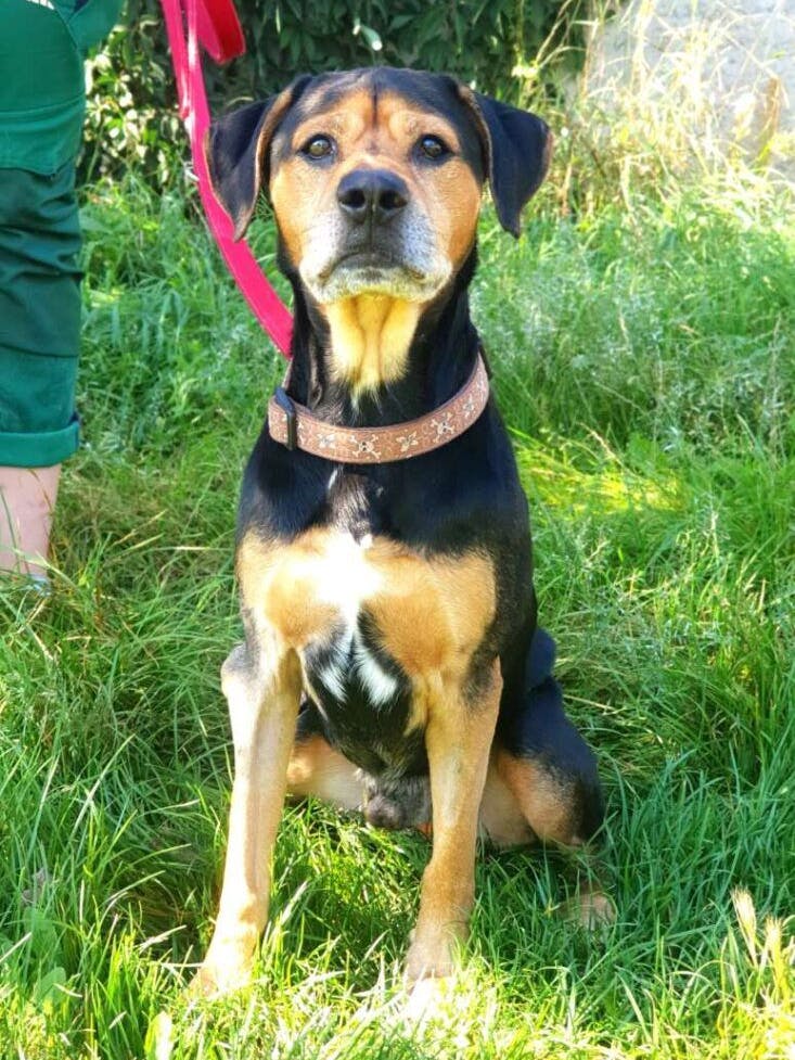 Auch Gismo freut sich noch einmal auf ein eigenes Körbchen - wird der Hunde-Opa aus dem Tierheim Berlin ein Zuhause finden?