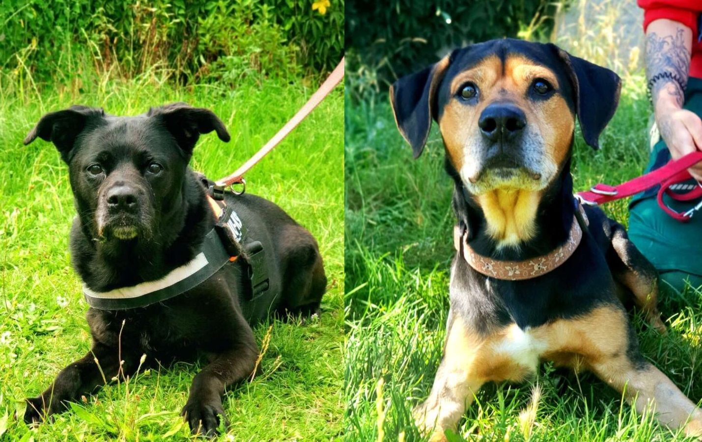 Traurige Hunde im Tierheim Berlin: Wer gibt Hope und Gismo eine Chance?