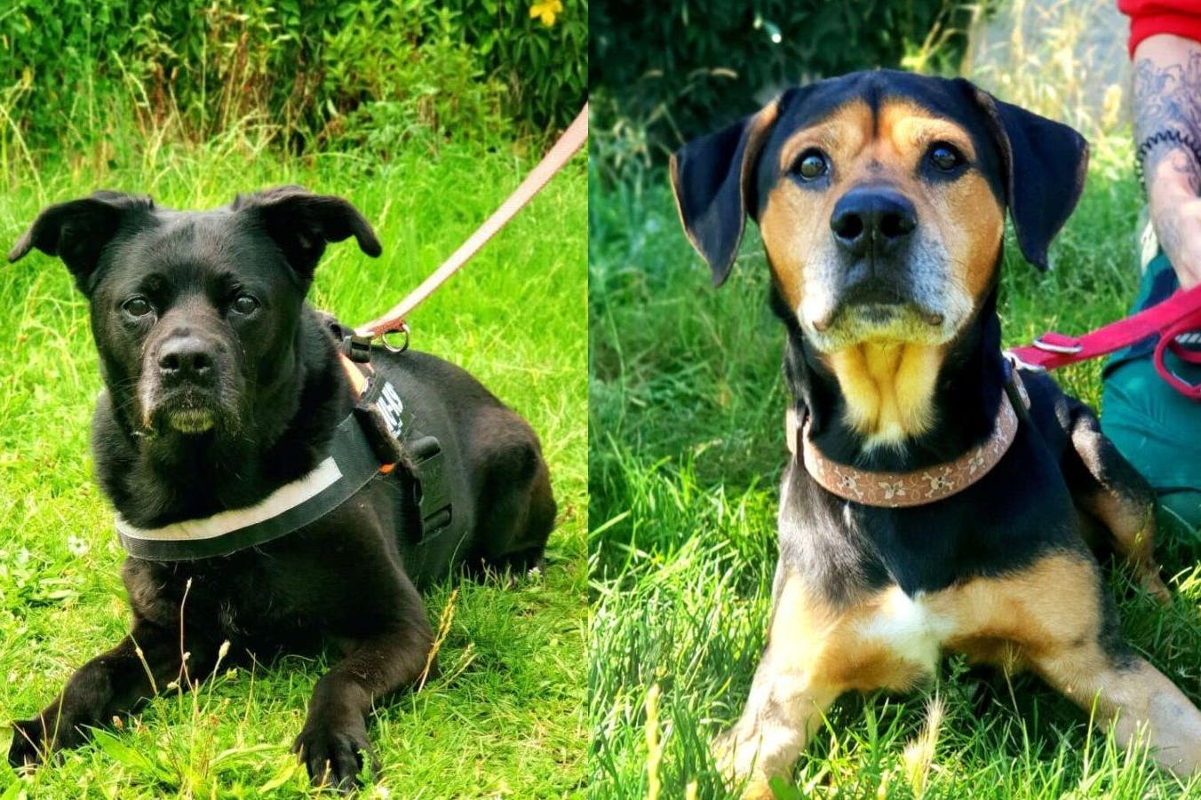 Hope und Gismo aus dem Tierheim Berlin suchen momentan sehnsüchtig ein neues Zuhause. Wer gibt den tierischen Senioren eine Chance?