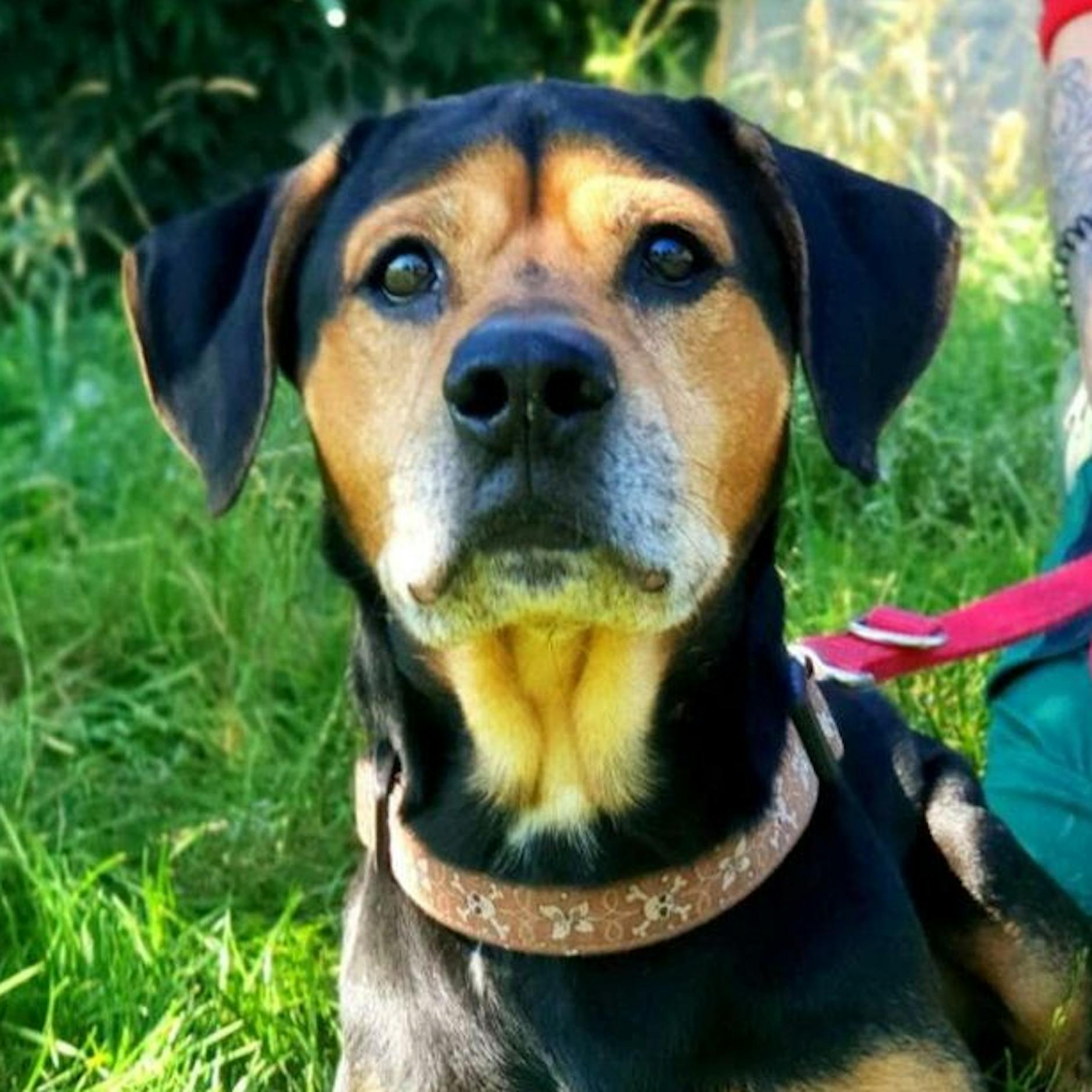 Traurige Hunde im Tierheim Berlin: Wer gibt Hope und Gismo eine Chance?