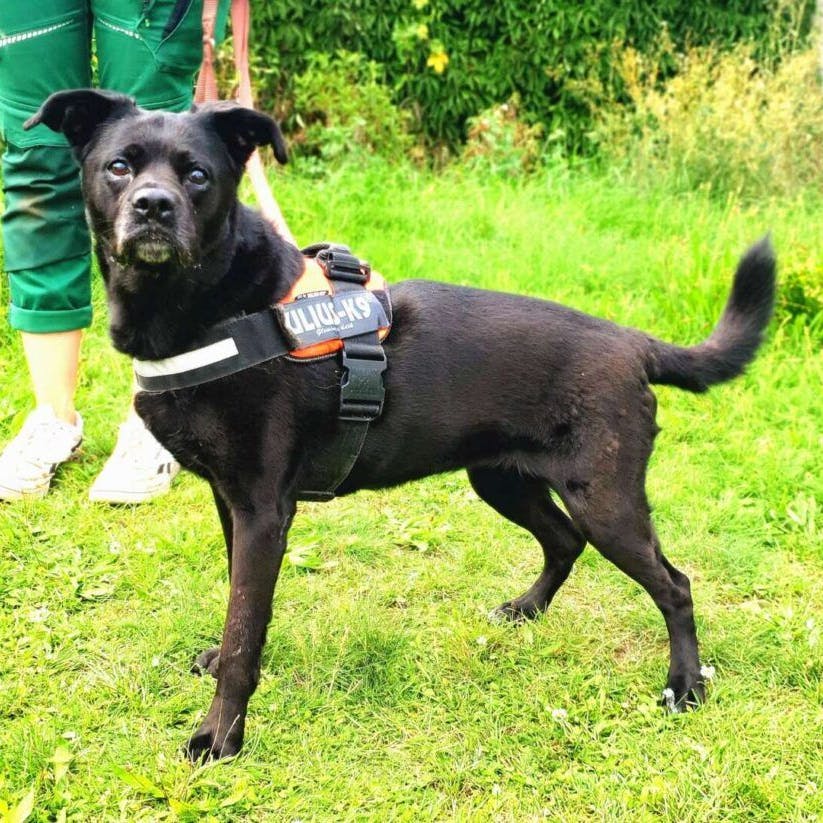 Hunde-Oma Hope wartet im Tierheim Berlin im Moment auf ein neues Zuhause.