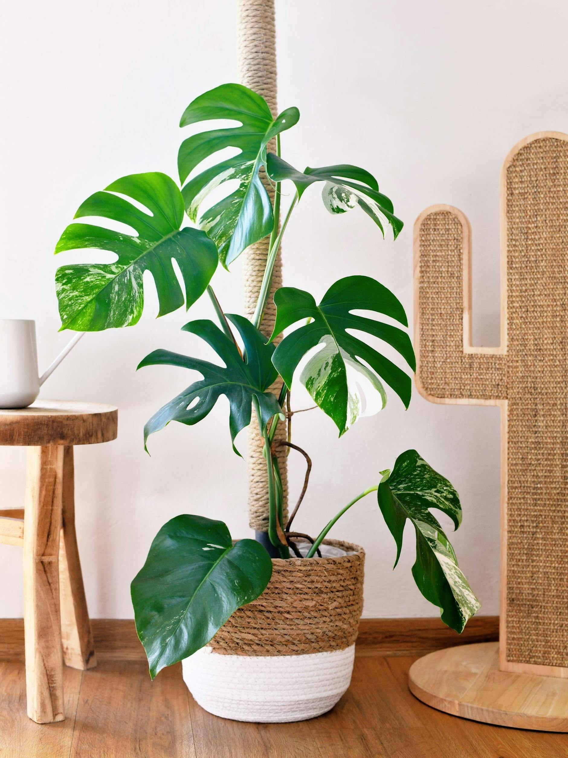 Mit den großen, gespaltenen Blättern ist die Monstera ein schöner, trendiger Hingucker in jeder Wohnung.