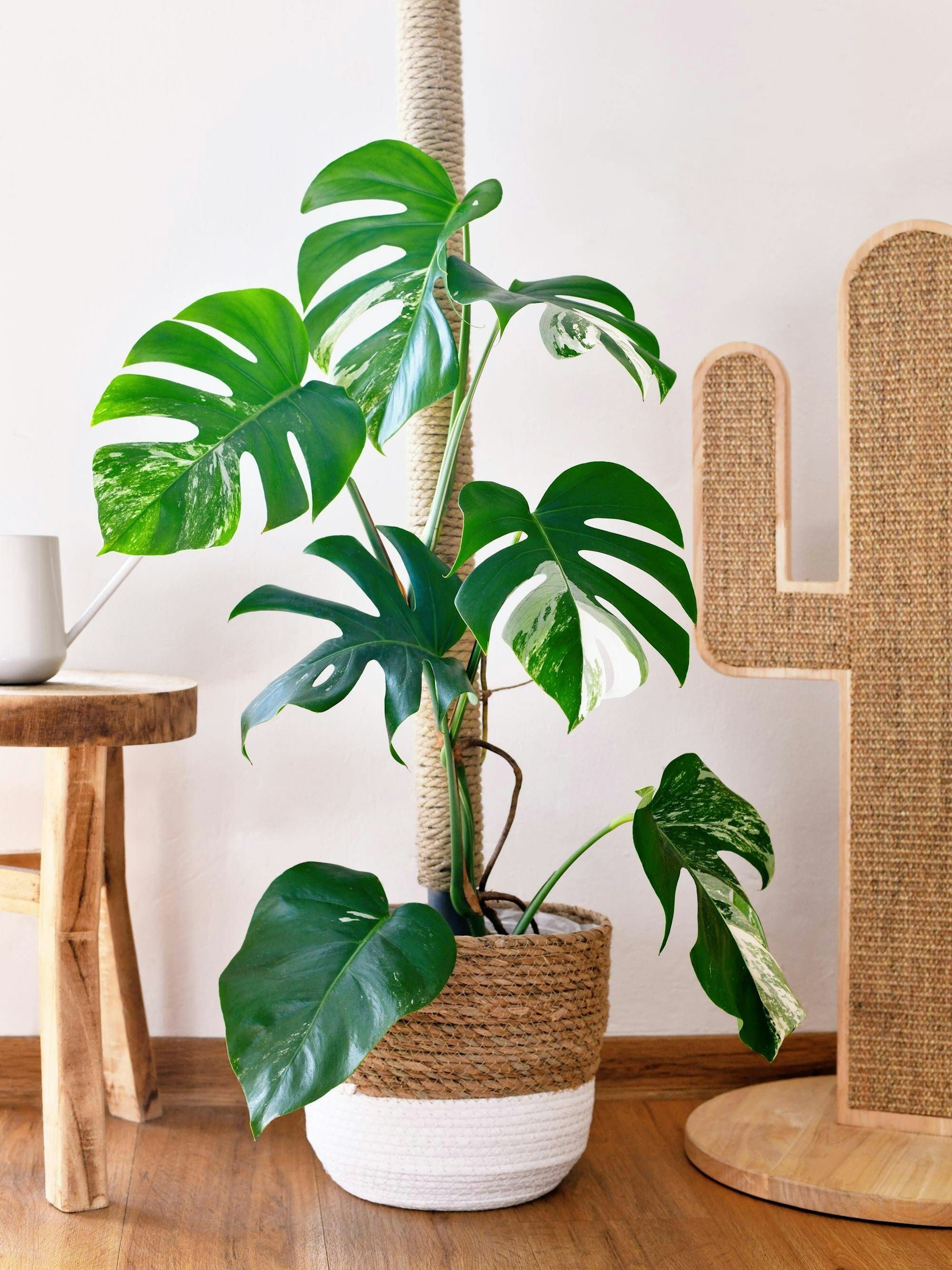 Mit den großen, gespaltenen Blättern ist die Monstera ein schöner, trendiger Hingucker in jeder Wohnung.