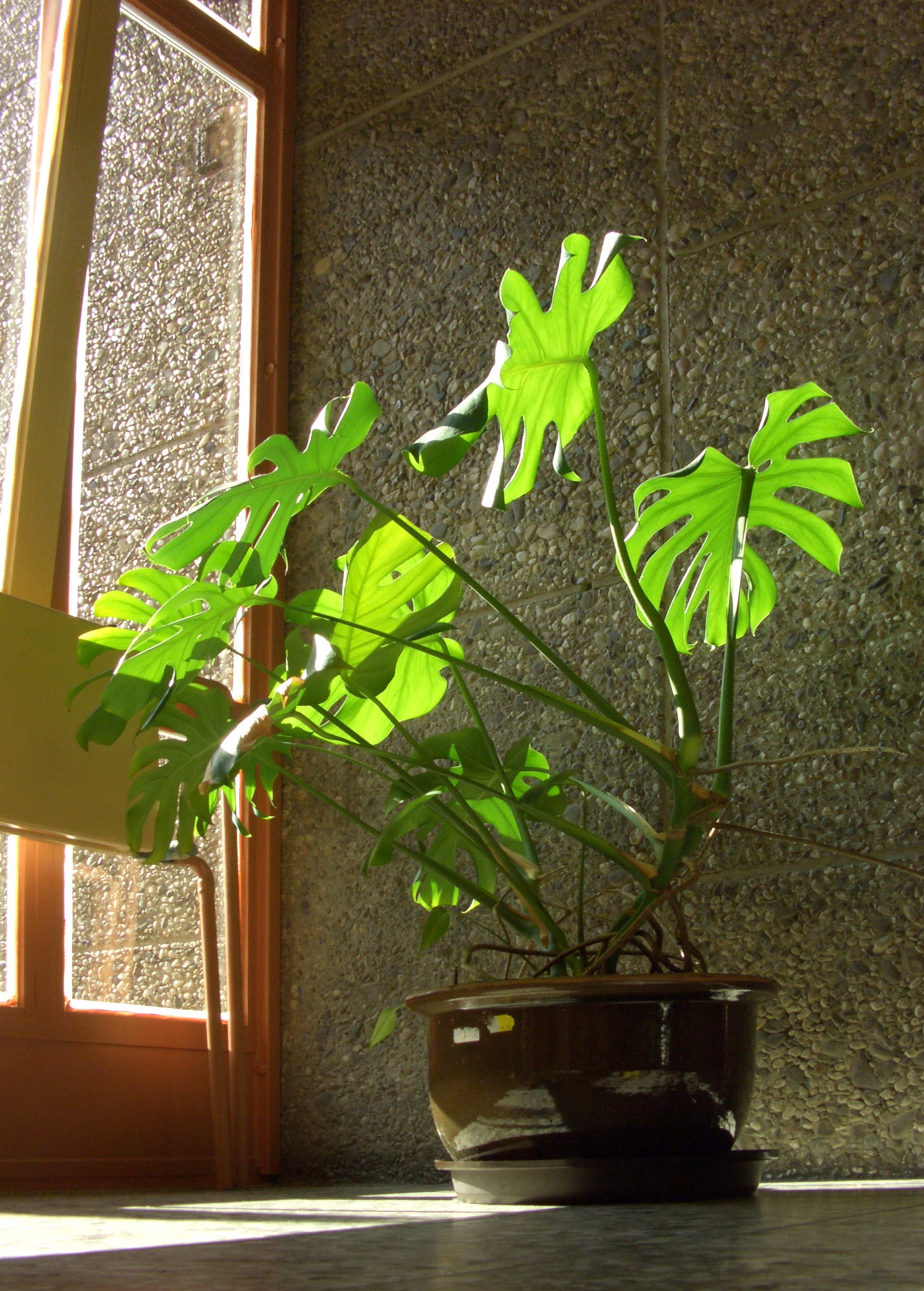 Darf ich die Luftwurzeln beim Fensterblatt abschneiden?