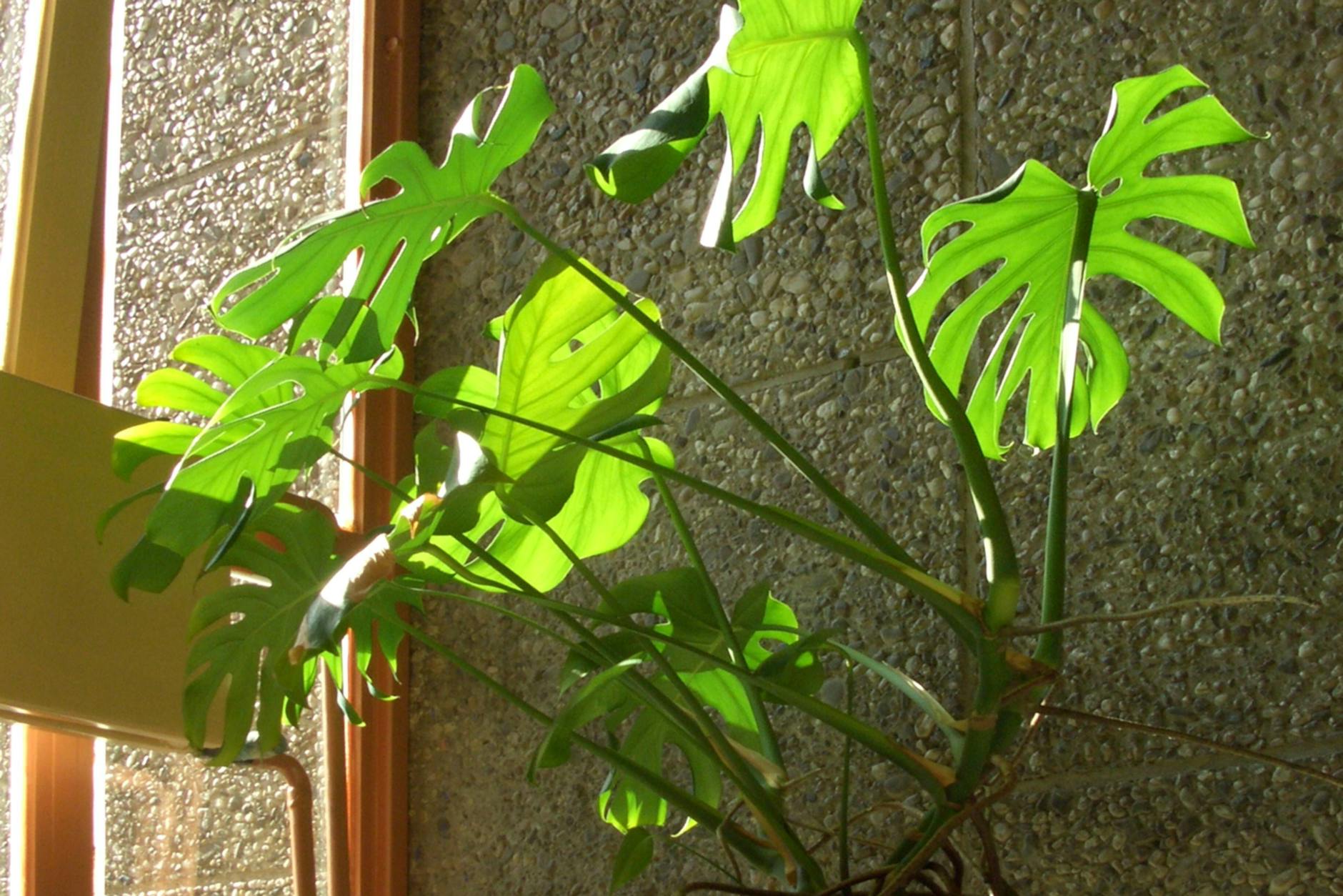 Das Fensterblatt (Monstera) ist eine pflegeleichte Pflanze, die auch längere Trockenphasen gut übersteht.