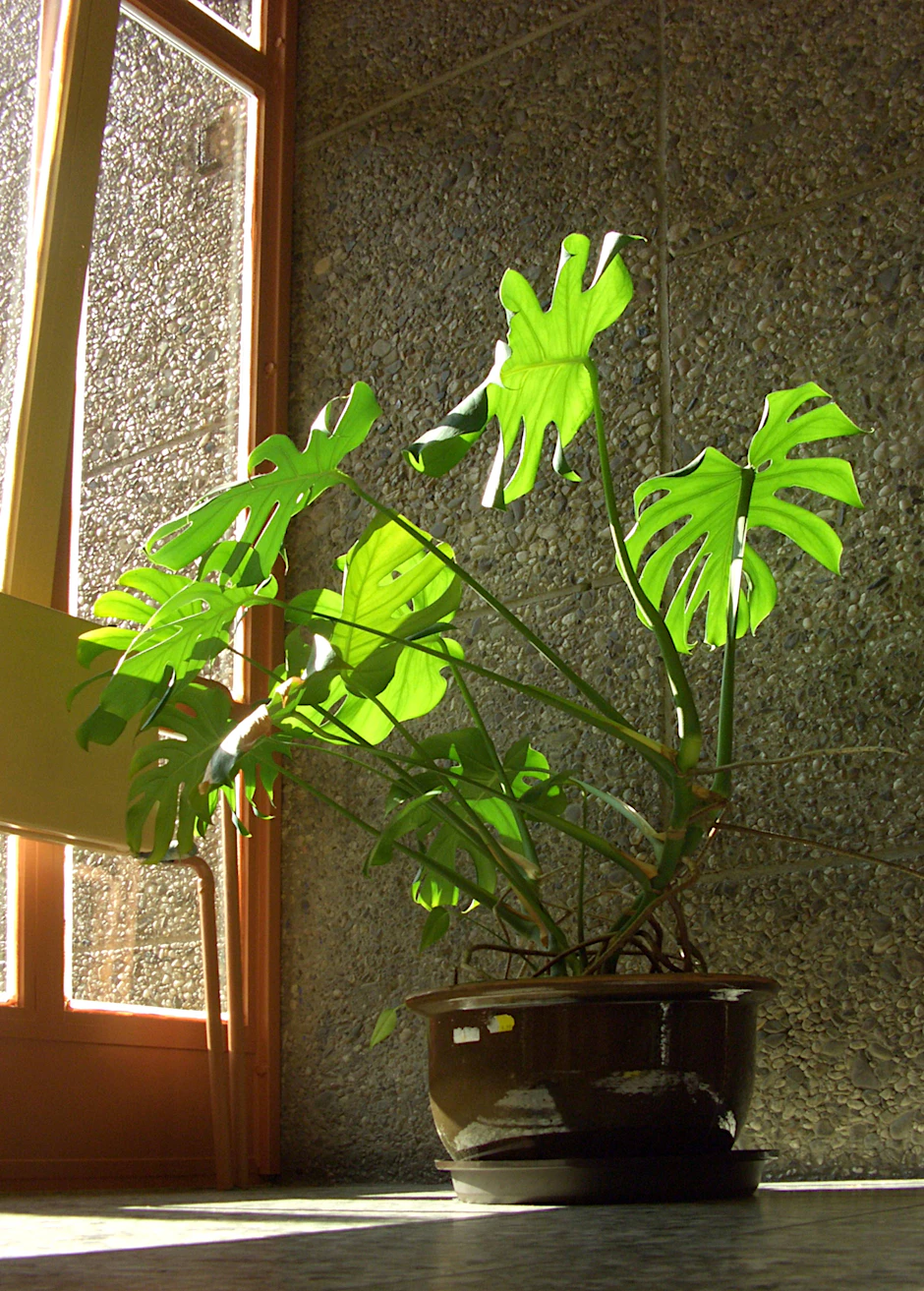 Das Fensterblatt (Monstera) ist eine pflegeleichte Pflanze, die auch längere Trockenphasen gut übersteht.
