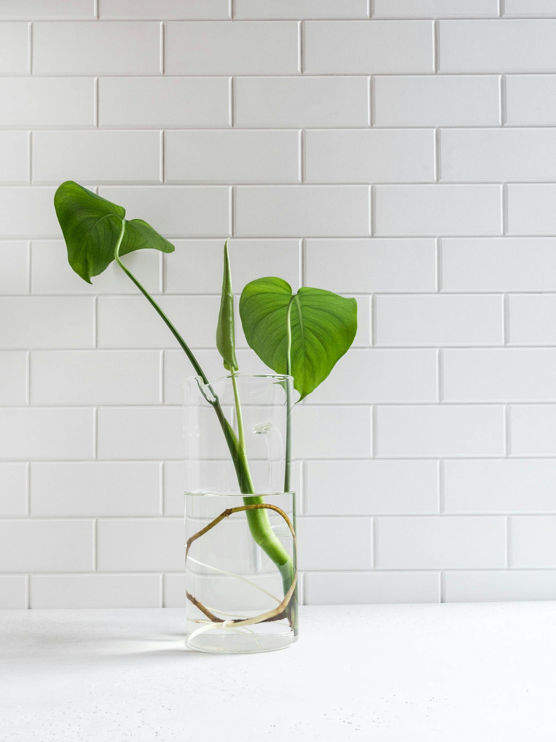 Aus Trieben mit ein bis zwei Blättern und mindestens einer Luftwurzel lassen sich ganz schnell Ableger ziehen.