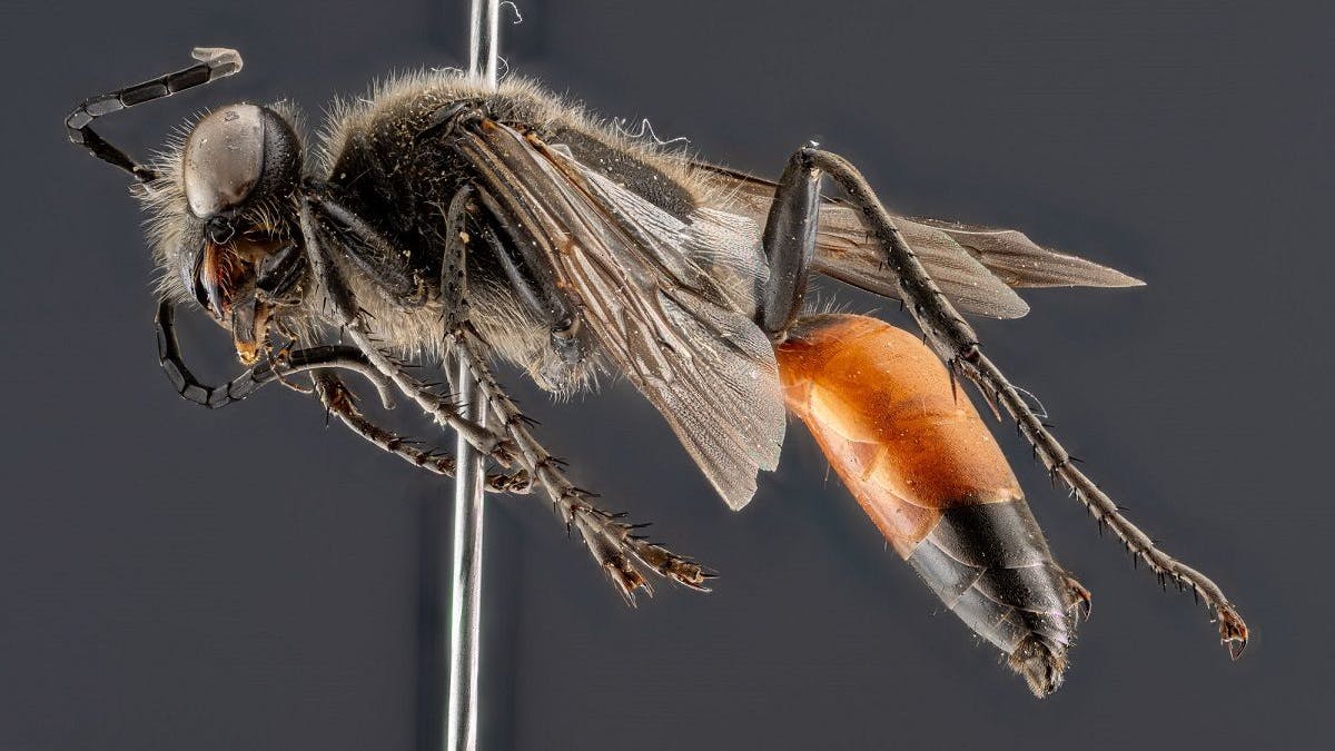 Die <em>Sphex funerarius</em> alias Heuschreckensandwespe wurde ebenfalls auf Berlins Mittelstreifen gefunden.