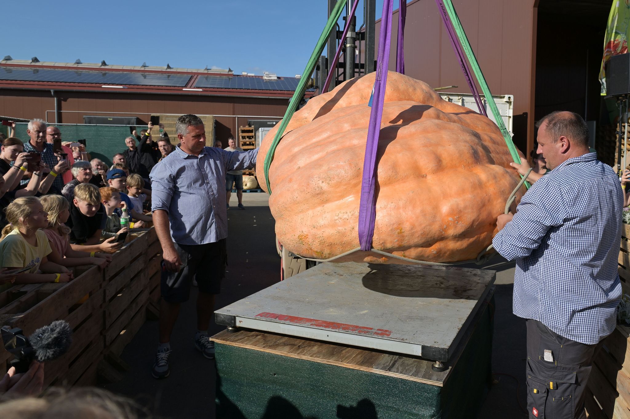 Image - Neuer Rekord! Dieser XXL-Kürbis gewinnt Meisterschaft in Klaistow
