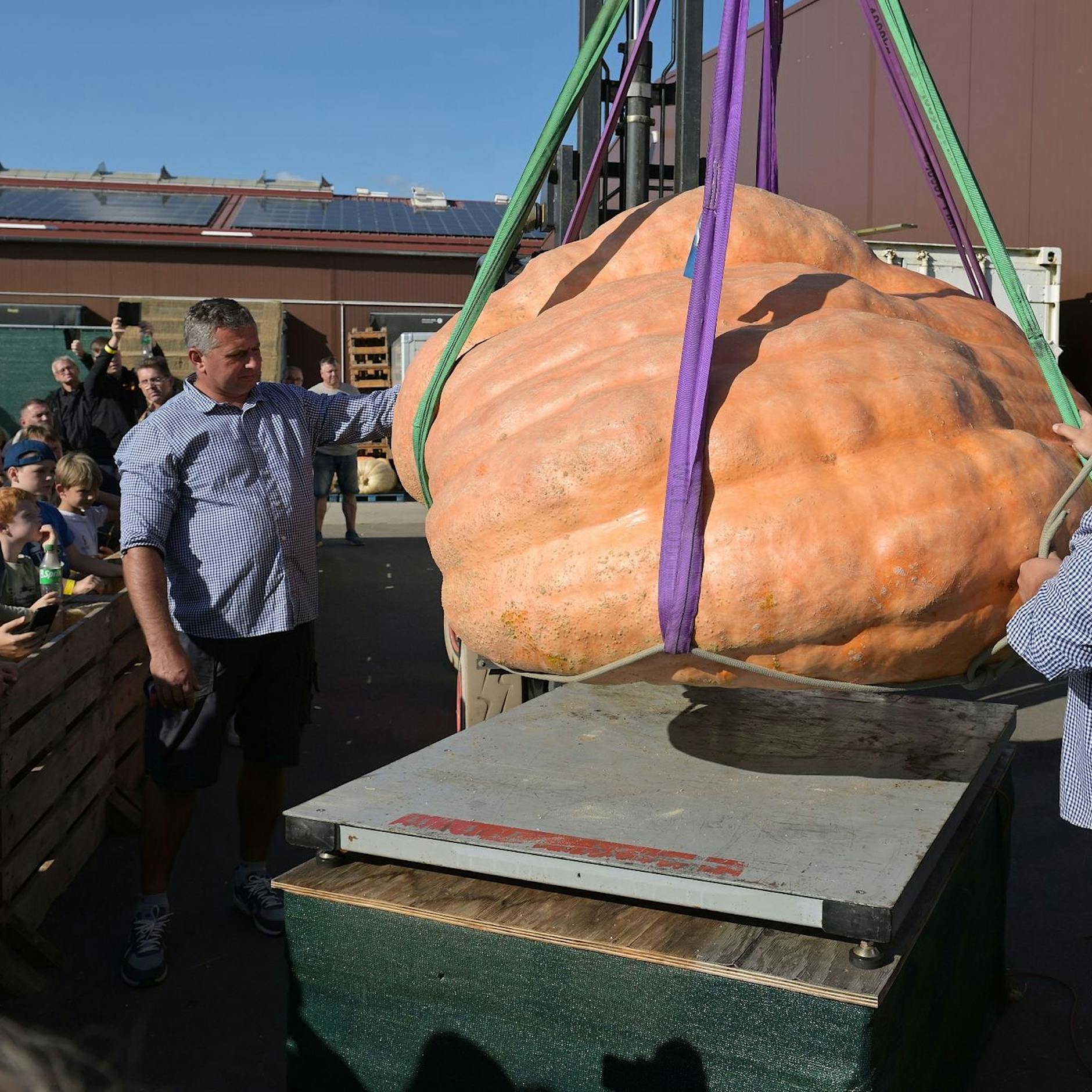 Neuer Rekord! Dieser XXL-Kürbis gewinnt Meisterschaft in Klaistow