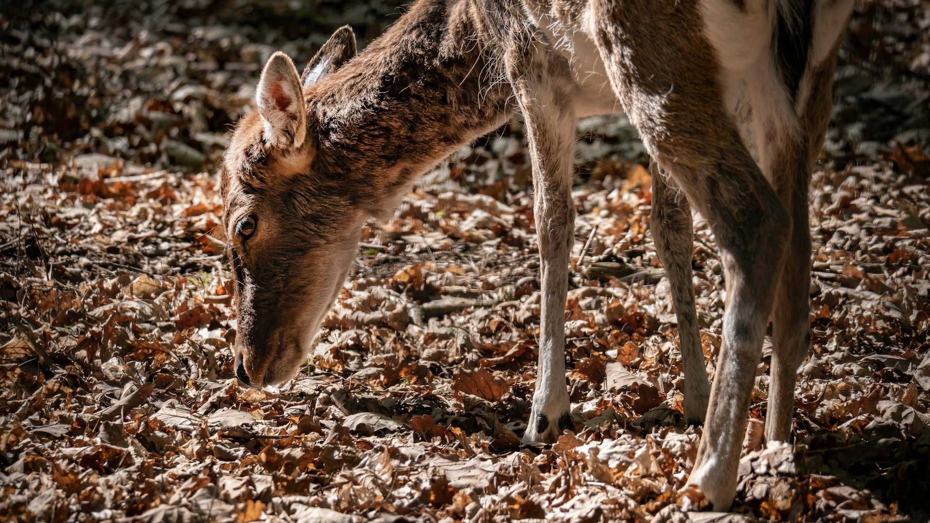 Der Weg zum Ehrenpfortenberg führt an der Revierförsterei Hermsdorf vorbei.