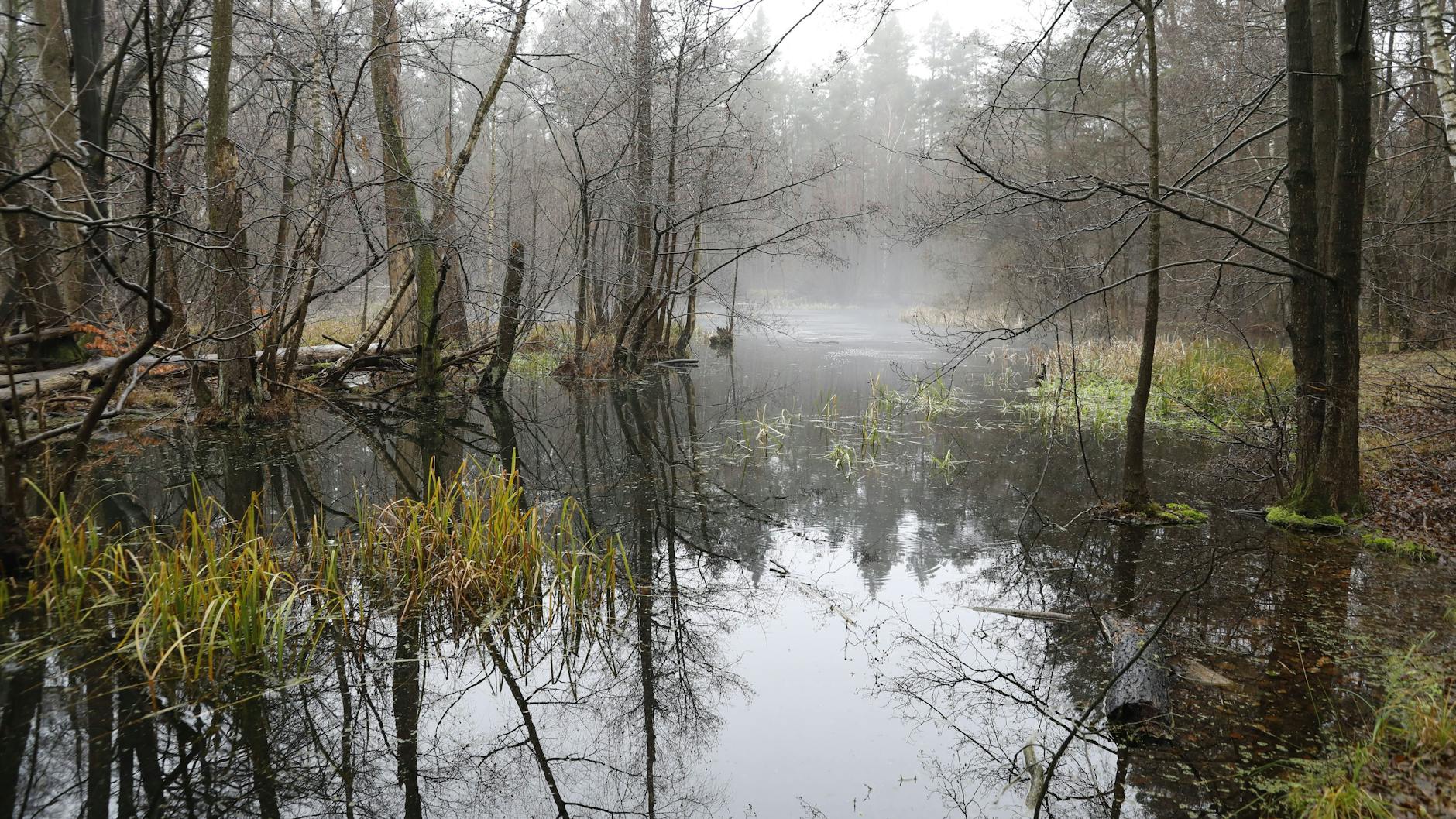 Die Kuhlake im Spandauer Forst lohnt für einen Besuch.