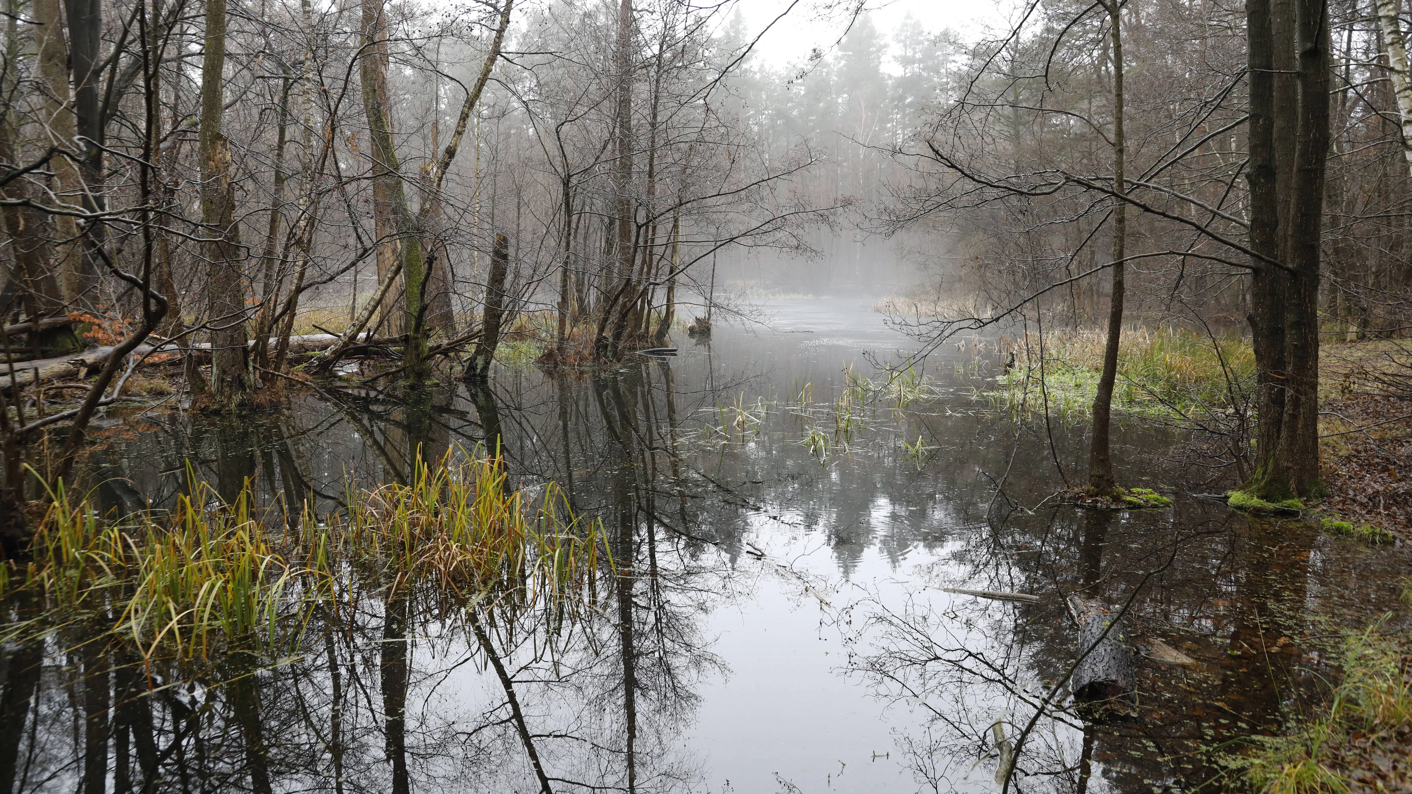 Die Kuhlake im Spandauer Forst lohnt für einen Besuch.