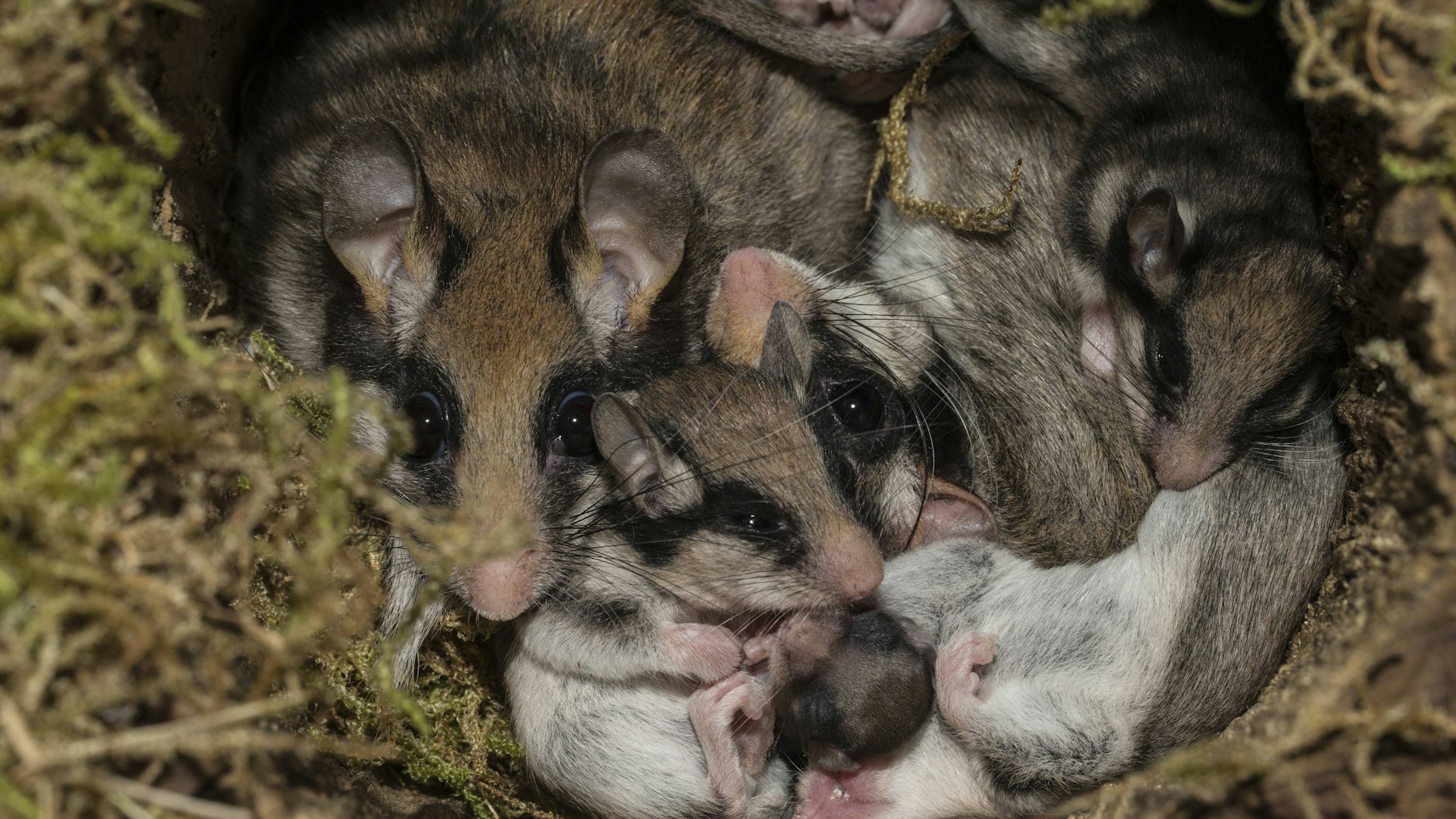 So sehen die süßen Gartenschläfer aus.