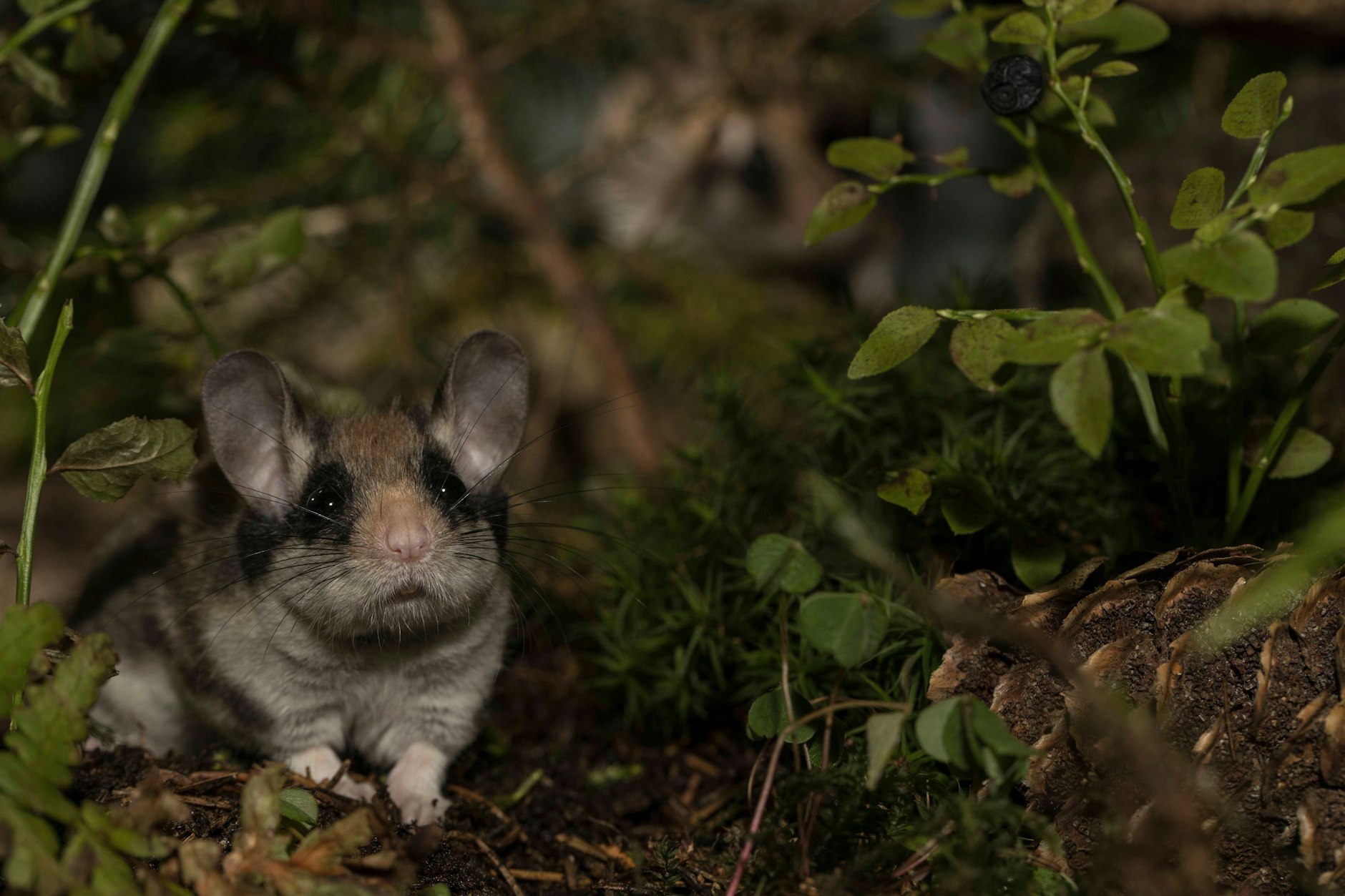 Sichtungen von Gartenschläfern bitte immer melden!
