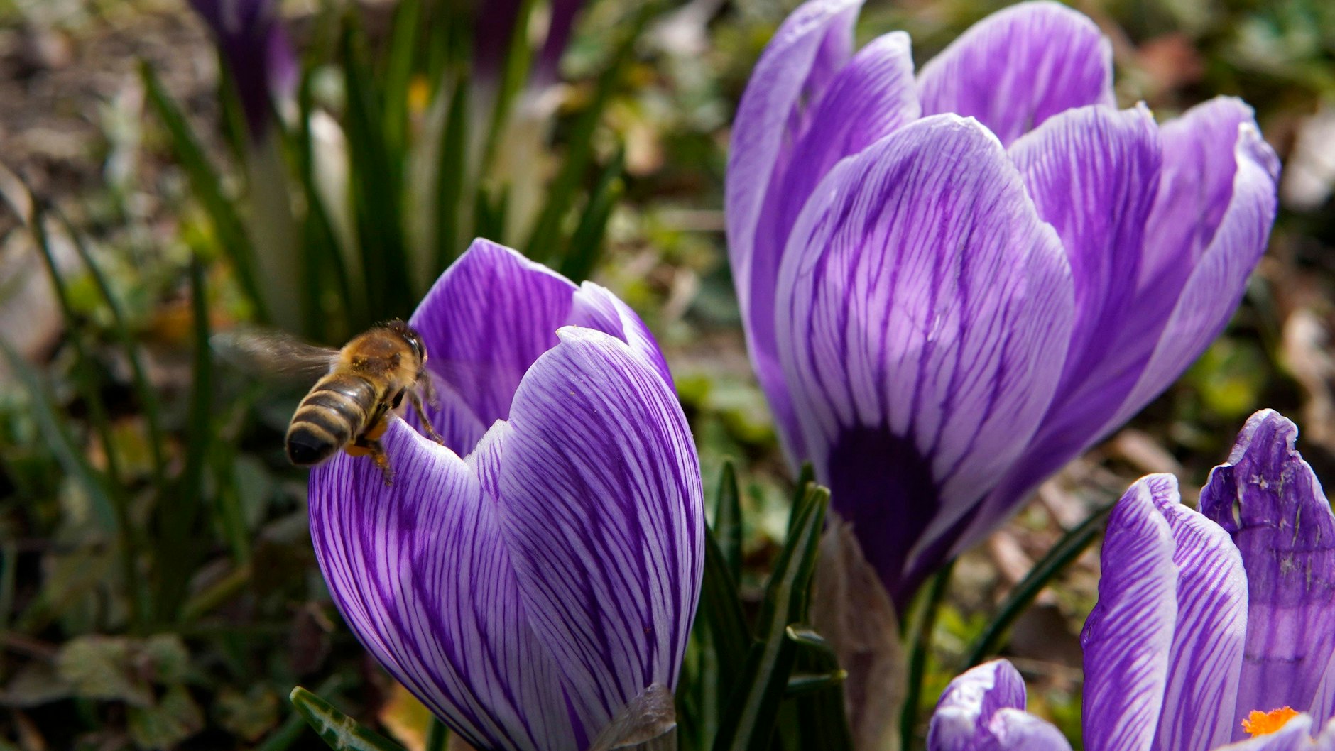 166 Hautflüglerarten konnte der Insektenforscher auf Berlins Mittelstreifen feststellen. Dazu gehören auch Bienen.