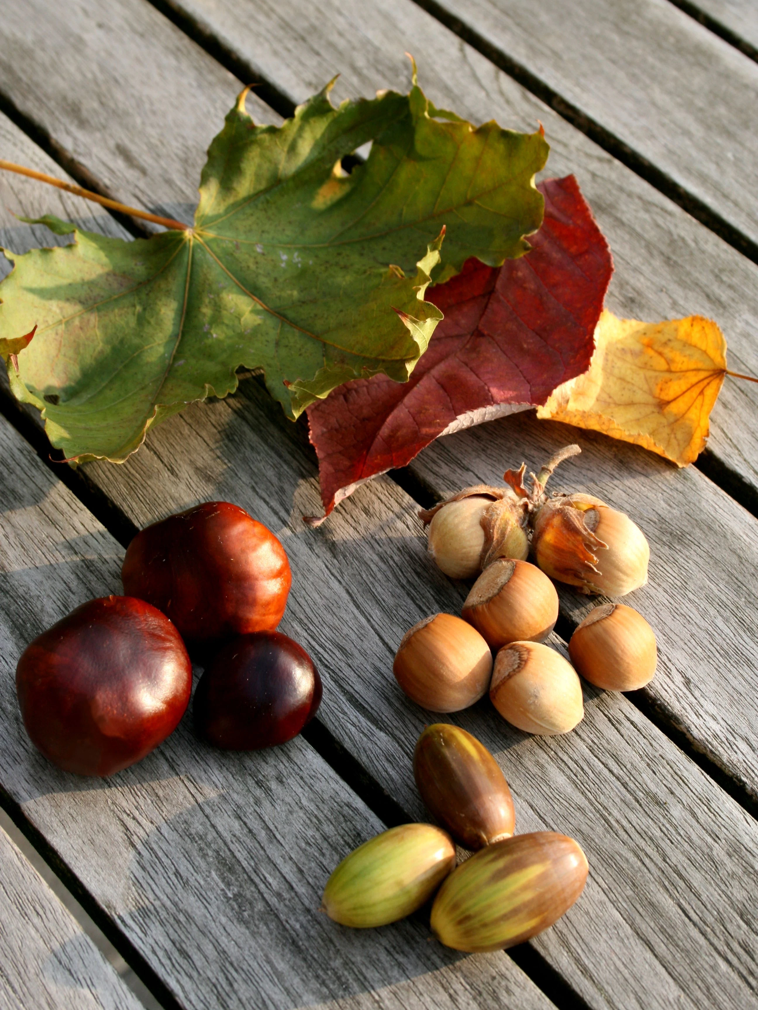Herbstfrüchte sind schön zum Basteln, aber möglicherweise gefährlich für Ihren Hund.