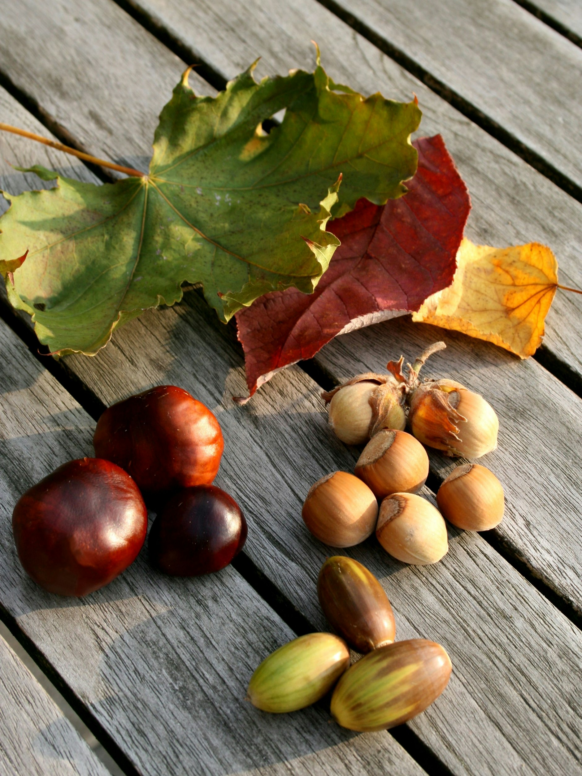 Herbstfrüchte sind schön zum Basteln, aber möglicherweise gefährlich für Ihren Hund.