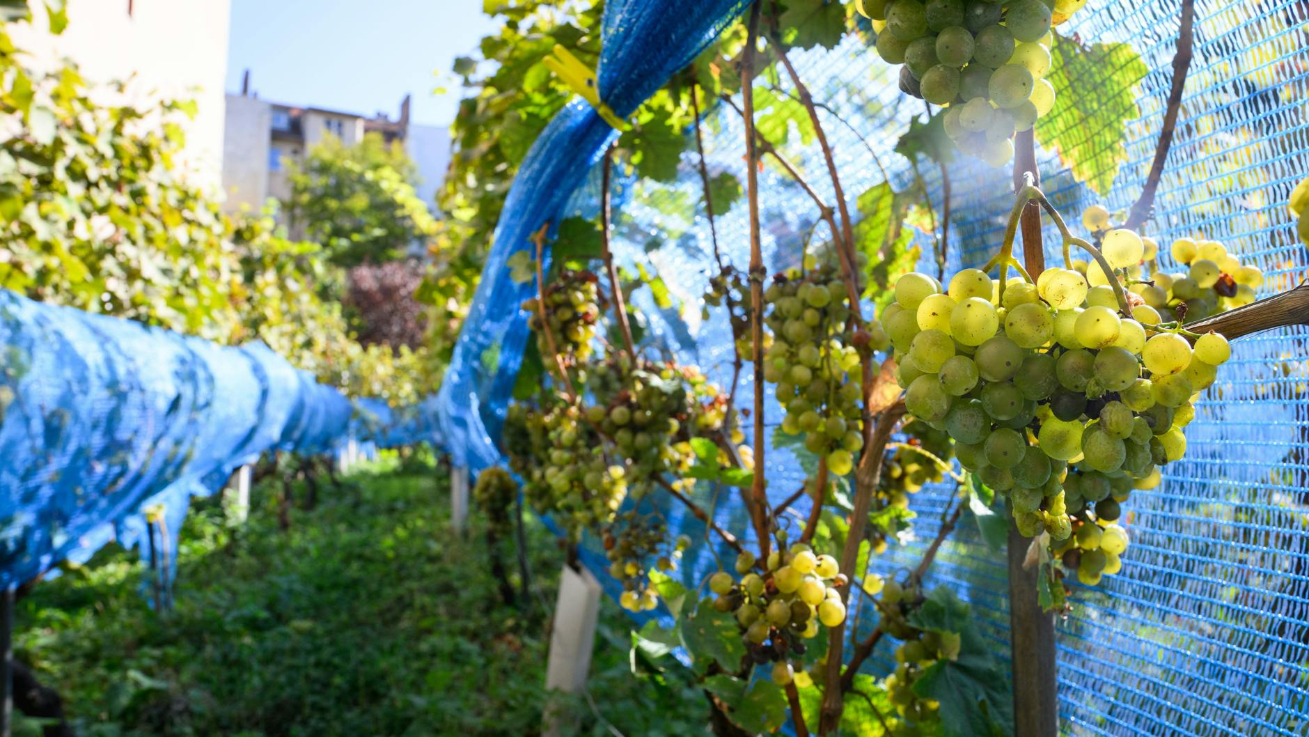 So saftig sehen die Berliner Weintrauben aus!